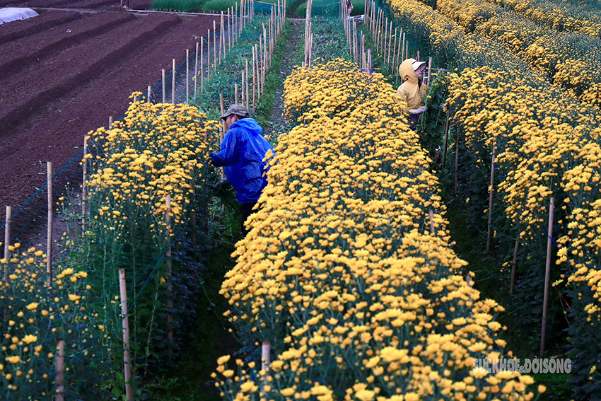 Rét 9°C, nông dân Hà Nội trùm áo mưa ra đồng chăm hoa Tết- Ảnh 11. Rét 9°C, nông dân Hà Nội trùm áo mưa ra đồng chăm hoa Tết- Ảnh 11.