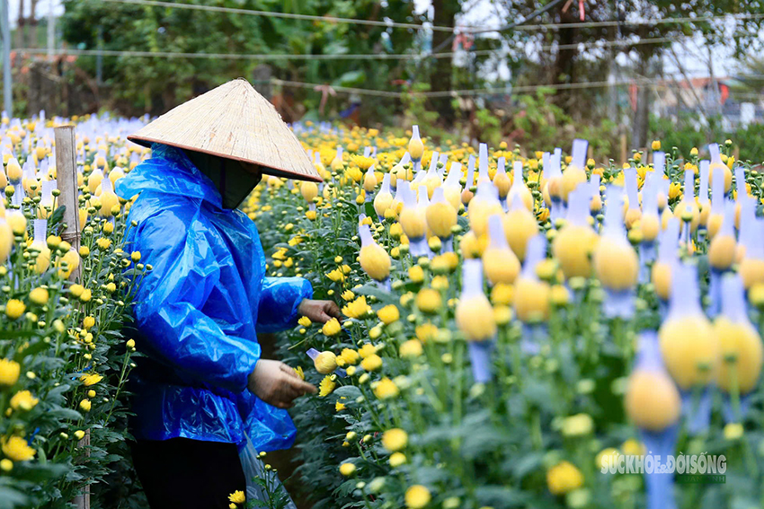 Rét 9°C, nông dân Hà Nội trùm áo mưa ra đồng chăm hoa Tết- Ảnh 4. Rét 9°C, nông dân Hà Nội trùm áo mưa ra đồng chăm hoa Tết- Ảnh 4.