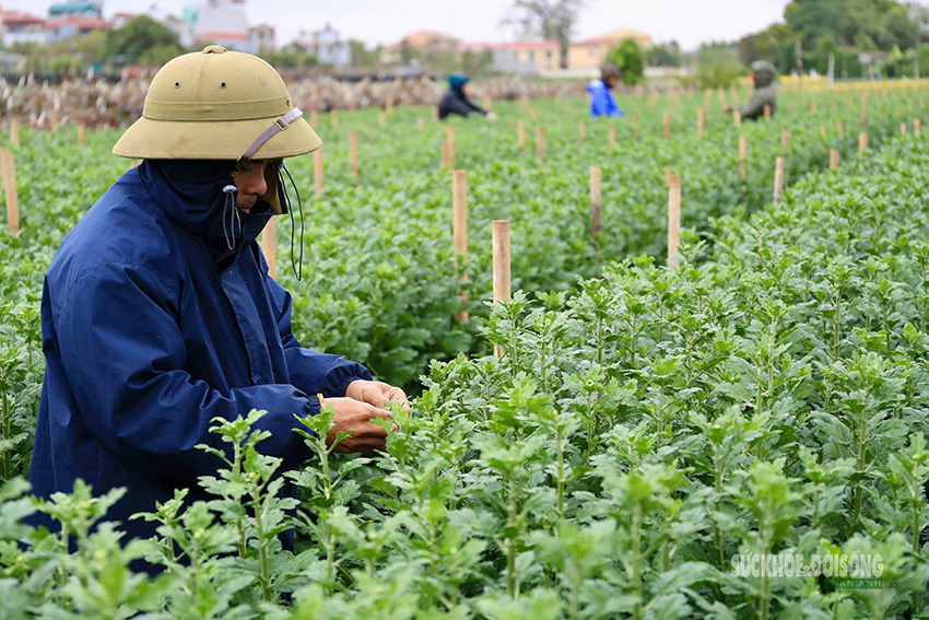 Rét 9°C, nông dân Hà Nội trùm áo mưa ra đồng chăm hoa Tết- Ảnh 9. Rét 9°C, nông dân Hà Nội trùm áo mưa ra đồng chăm hoa Tết- Ảnh 9.