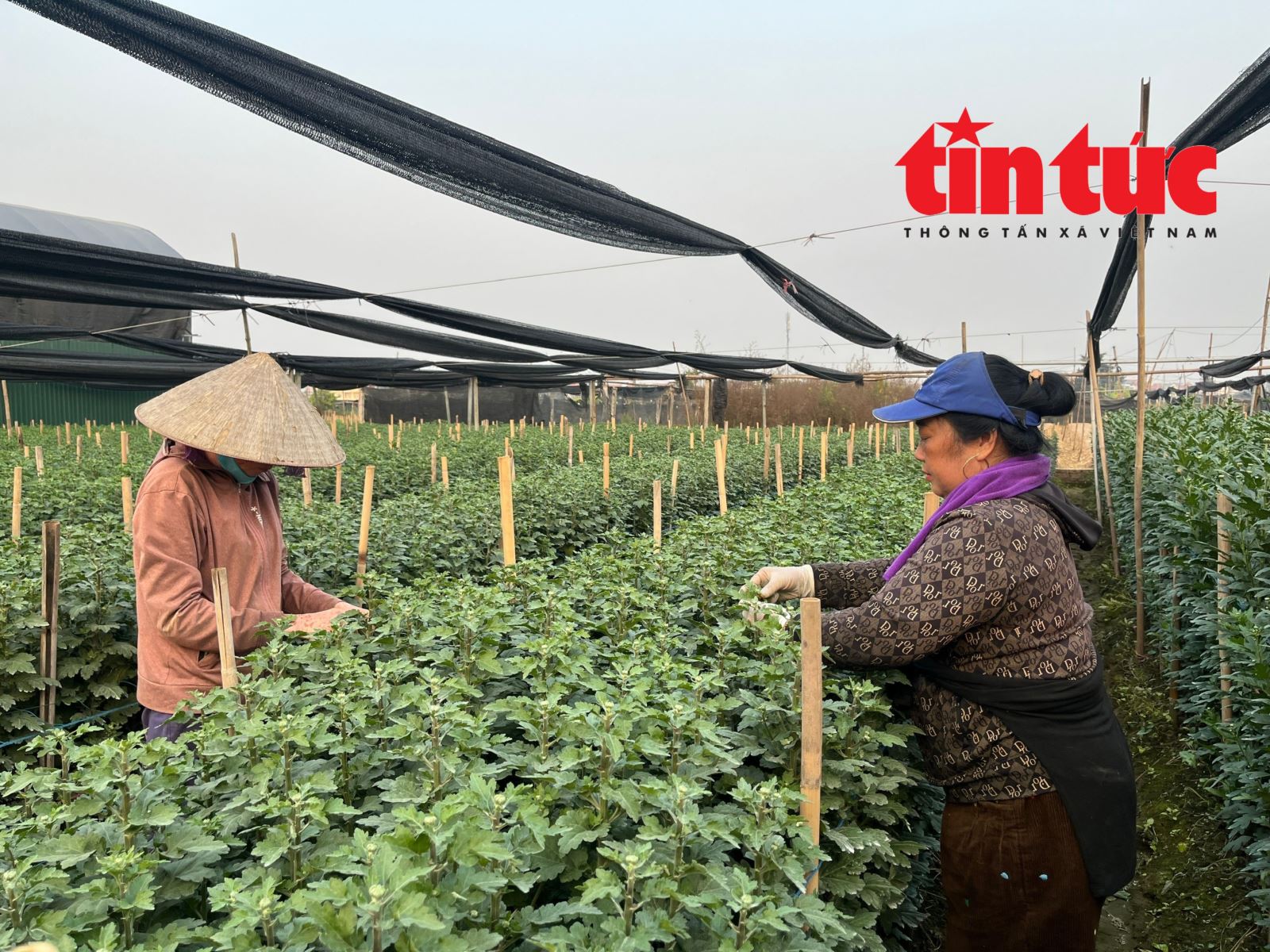 Giá hoa Tết Bính Ngọ có xu hướng tăng- Ảnh 2.