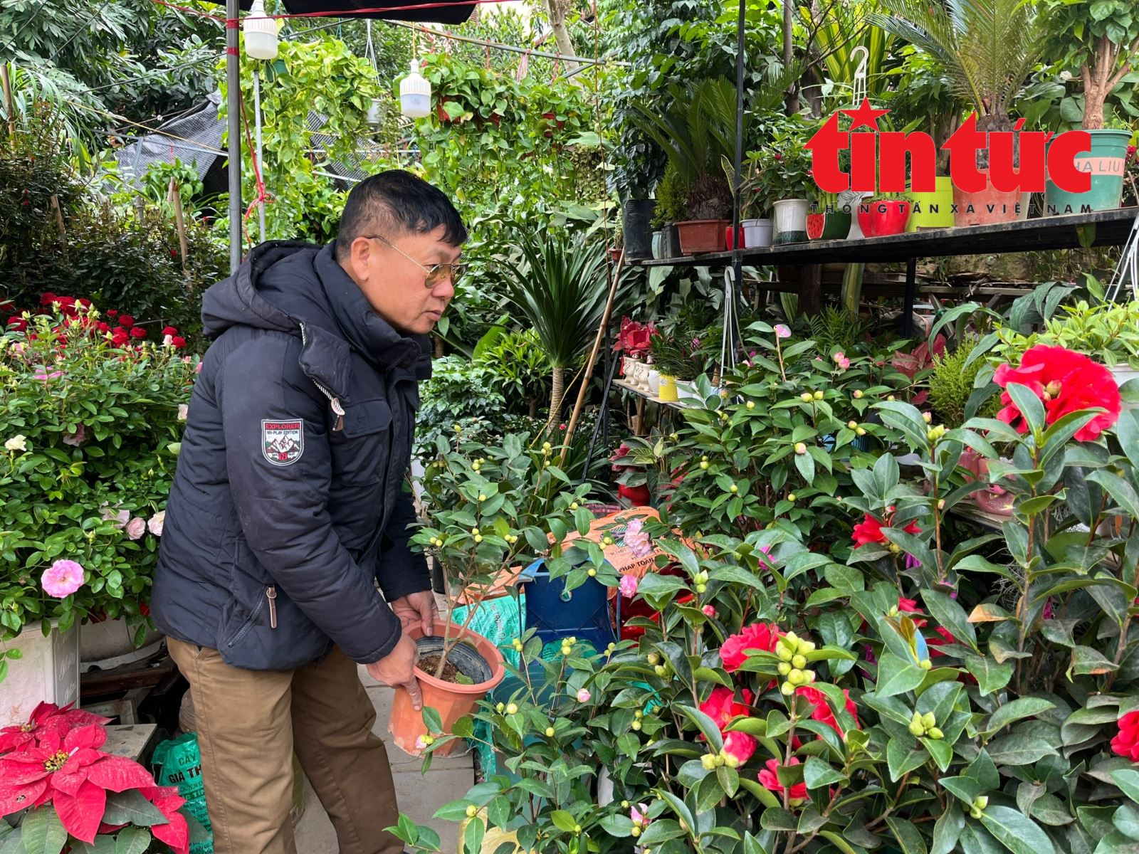 Giá hoa Tết Bính Ngọ có xu hướng tăng- Ảnh 4.