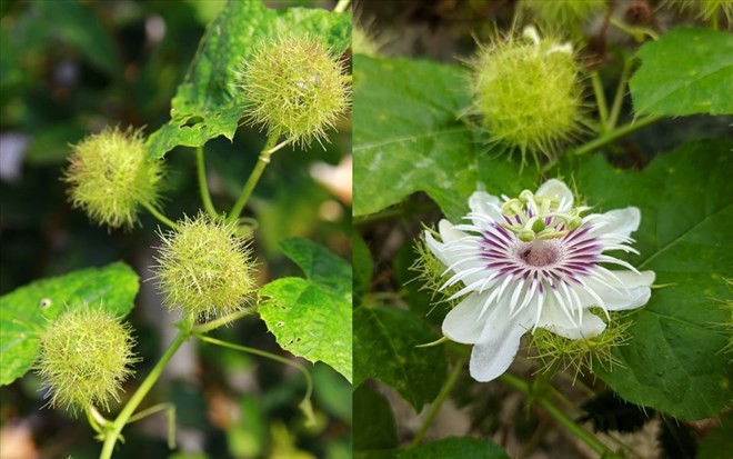 Day bấm 4 huyệt này đều đặn mỗi ngày sẽ giúp bạn ngủ ngon- Ảnh 6. Người hay mất ngủ nên uống loại trà này để có một giấc ngủ ngon