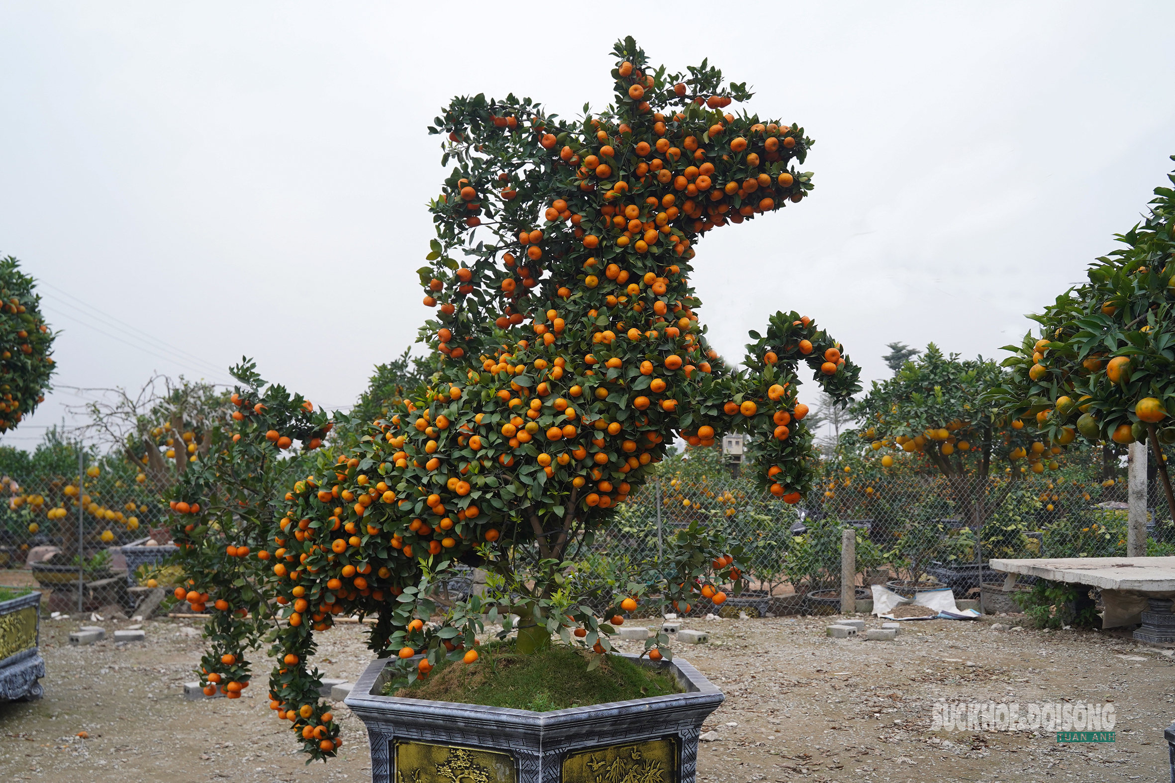 Ngắm 'đàn ngựa' quýt giá chục triệu đồng đón Tết Bính Ngọ- Ảnh 1.