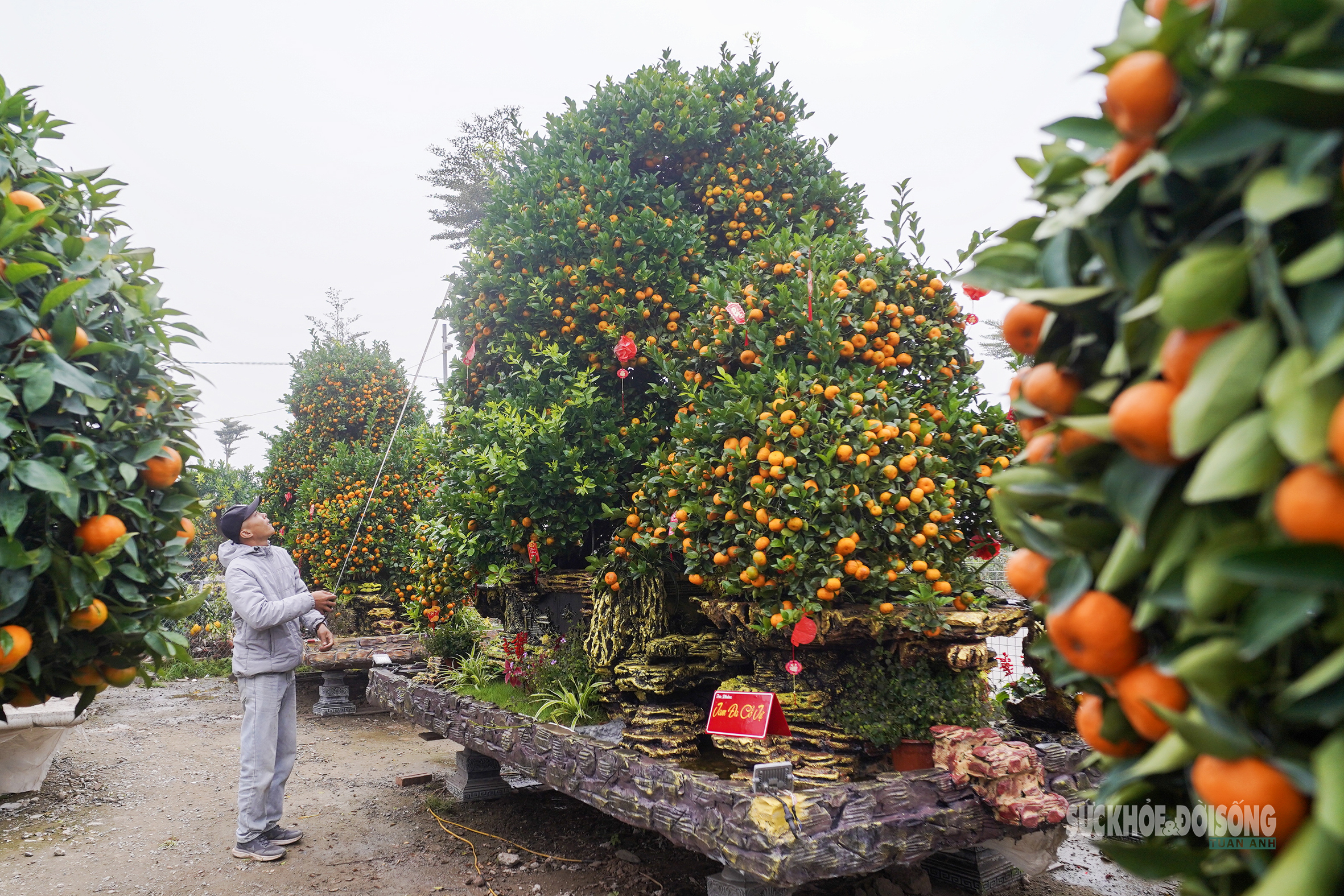 Ngắm 'đàn ngựa' quýt giá chục triệu đồng đón Tết Bính Ngọ- Ảnh 4.