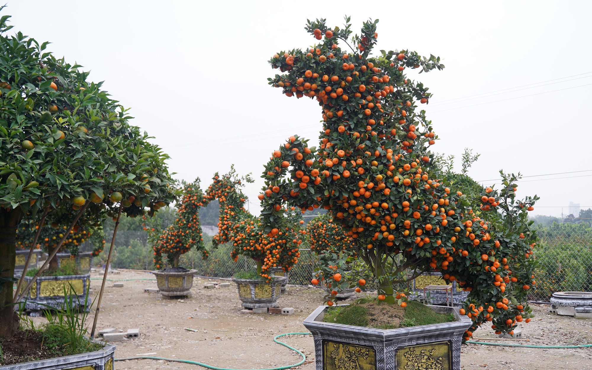 Cận cảnh bức tượng Thánh Gióng cưỡi thiên mã siêu thực gây 'sốt' cộng đồng mạng- Ảnh 9. Ngắm "đàn ngựa" quýt giá chục triệu đồng đón Tết Bính Ngọ