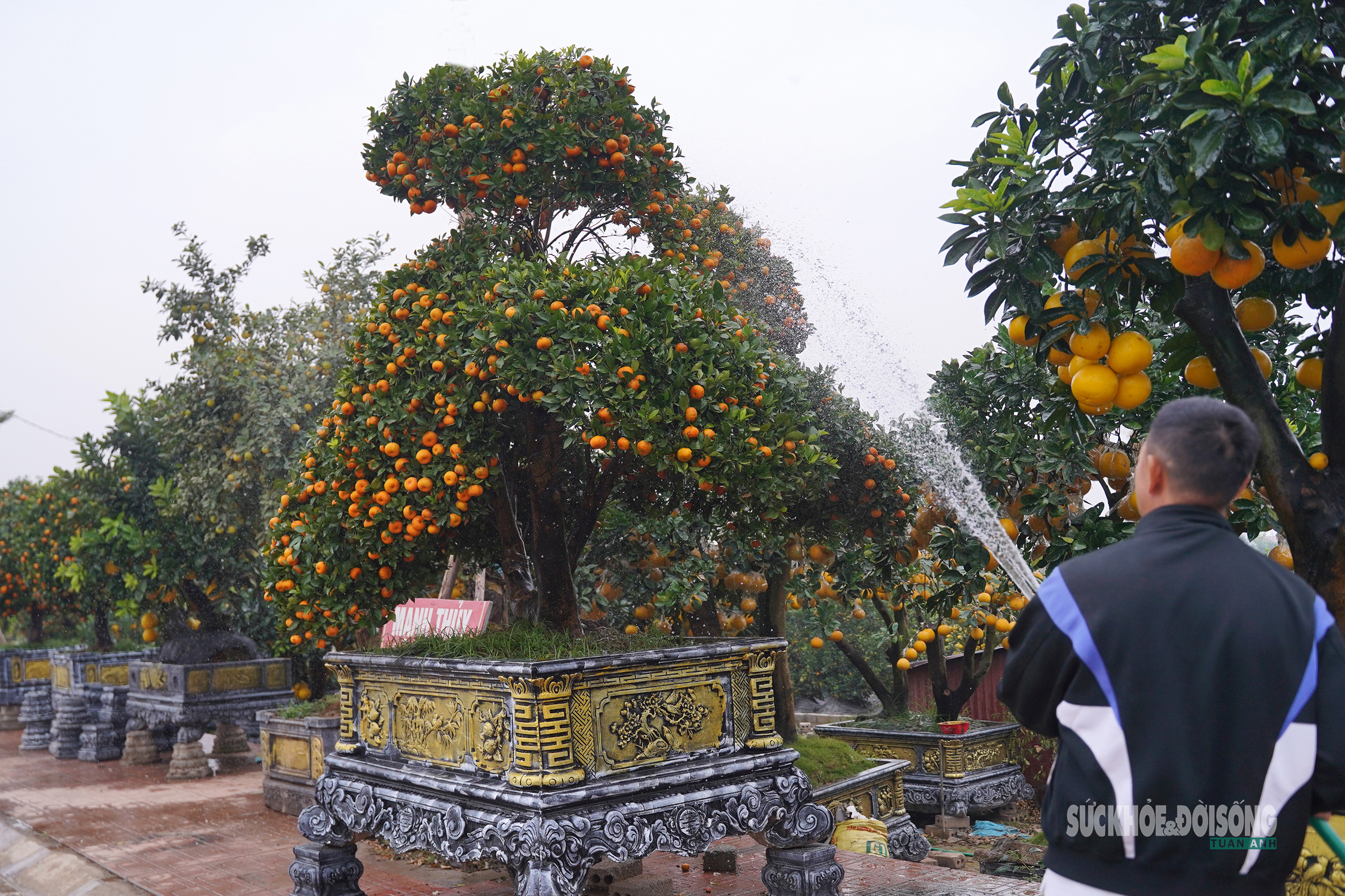 Ngắm 'đàn ngựa' quýt giá chục triệu đồng đón Tết Bính Ngọ- Ảnh 2.