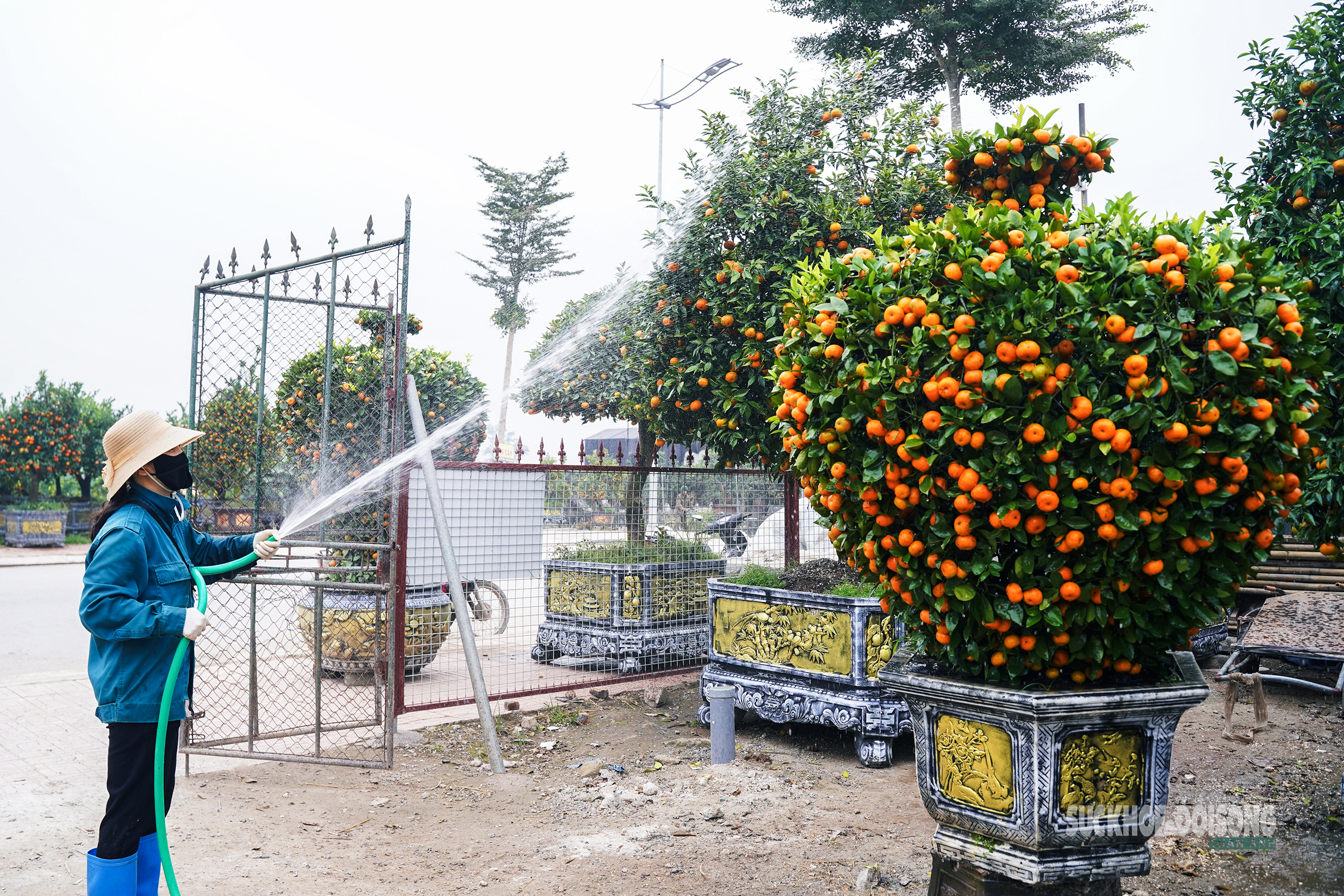 Ngắm 'đàn ngựa' quýt giá chục triệu đồng đón Tết Bính Ngọ- Ảnh 10.