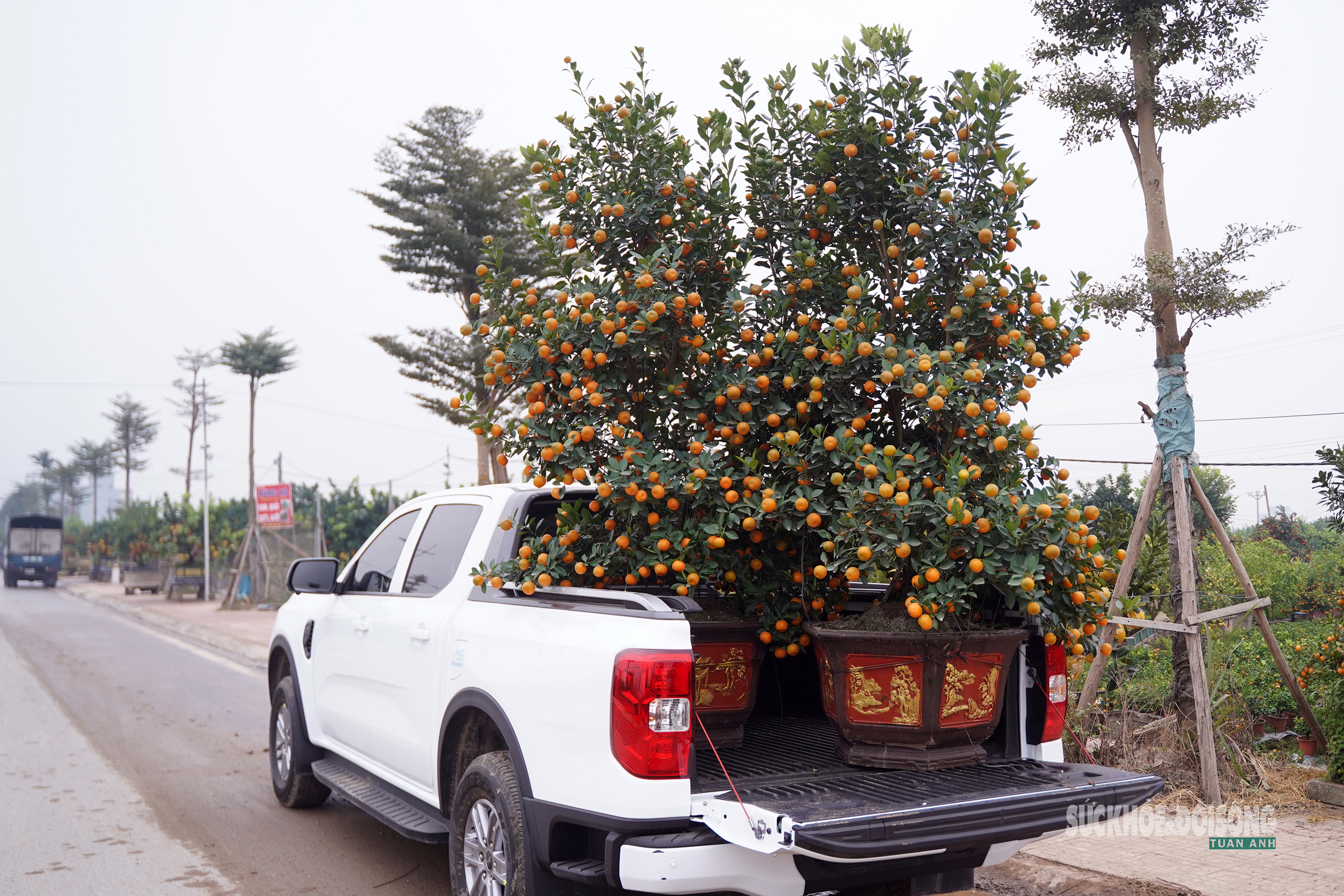 Ngắm 'đàn ngựa' quýt giá chục triệu đồng đón Tết Bính Ngọ- Ảnh 12.
