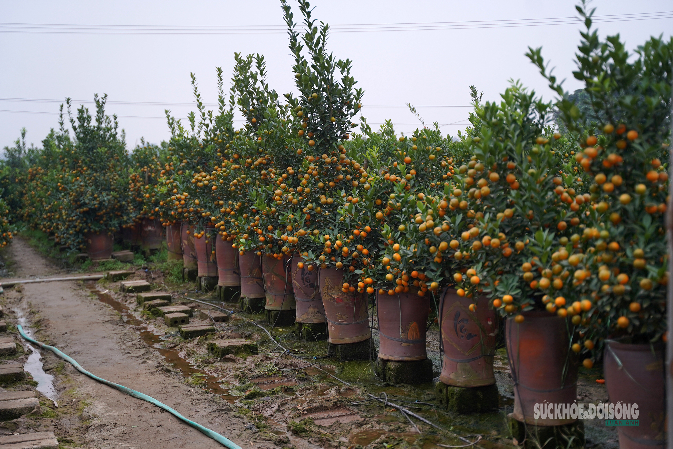 Ngắm 'đàn ngựa' quýt giá chục triệu đồng đón Tết Bính Ngọ- Ảnh 11.