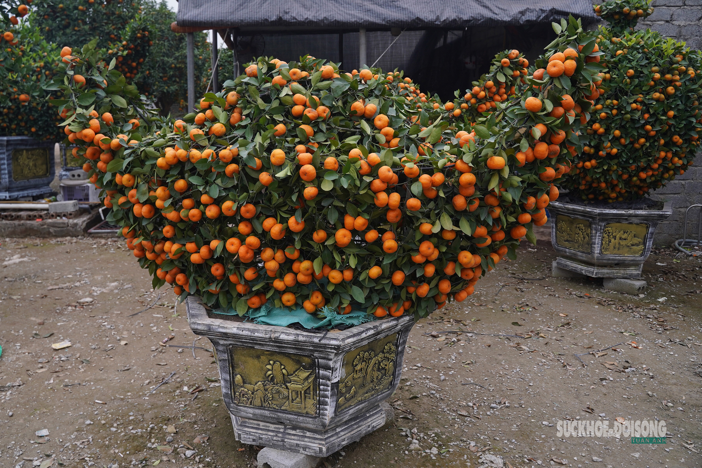 Ngắm 'đàn ngựa' quýt giá chục triệu đồng đón Tết Bính Ngọ- Ảnh 9.