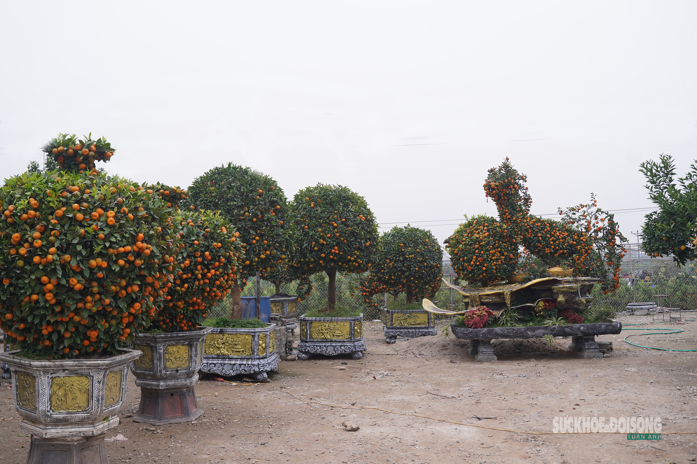 Ngắm 'đàn ngựa' quýt giá chục triệu đồng đón Tết Bính Ngọ- Ảnh 3.