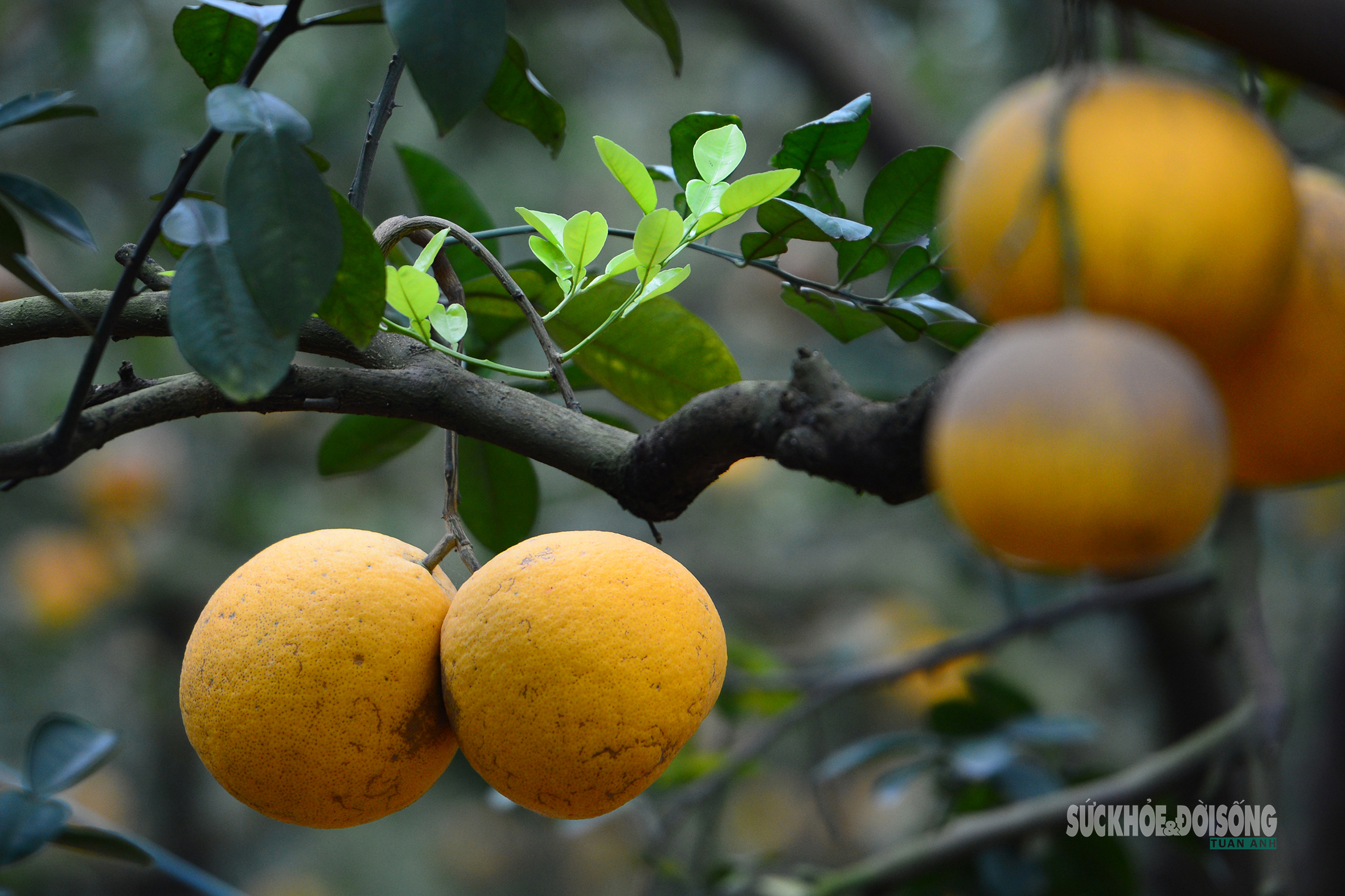 Người Thủ đô rộn ràng vừa mua vừa check-in bưởi Diễn trước thềm Tết Bính Ngọ- Ảnh 2.