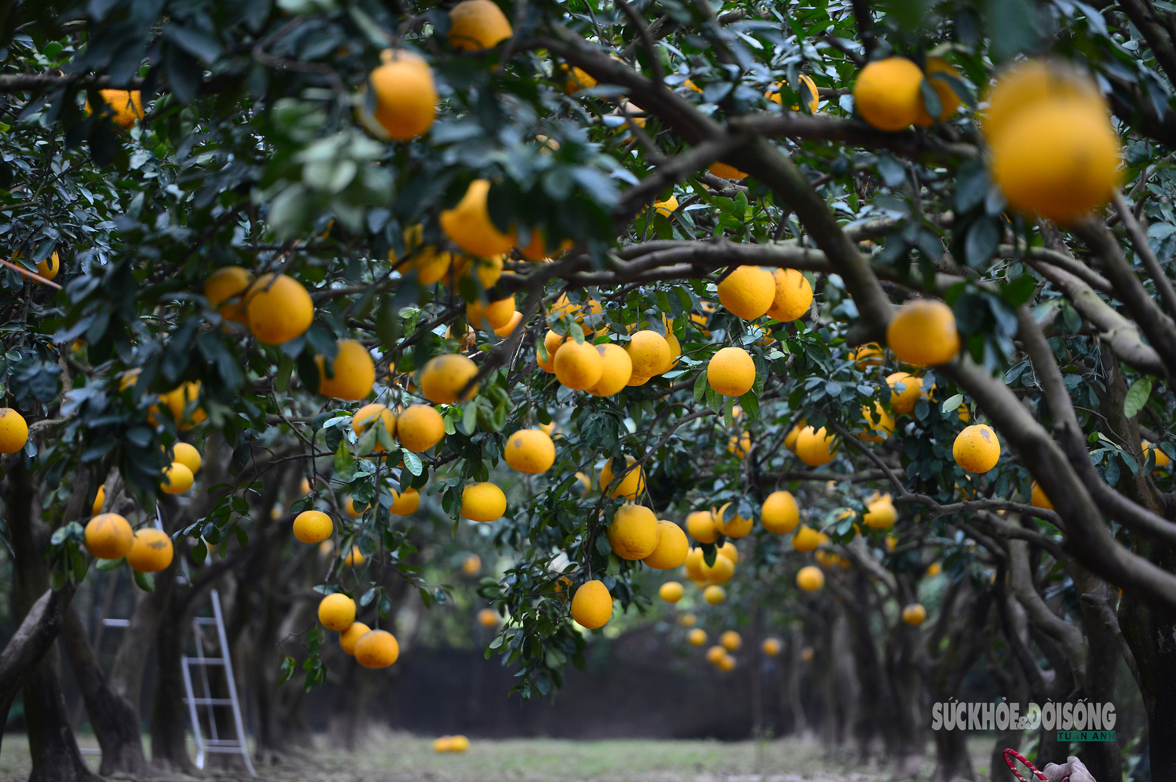 Người Thủ đô rộn ràng vừa mua vừa check-in bưởi Diễn trước thềm Tết Bính Ngọ- Ảnh 14.