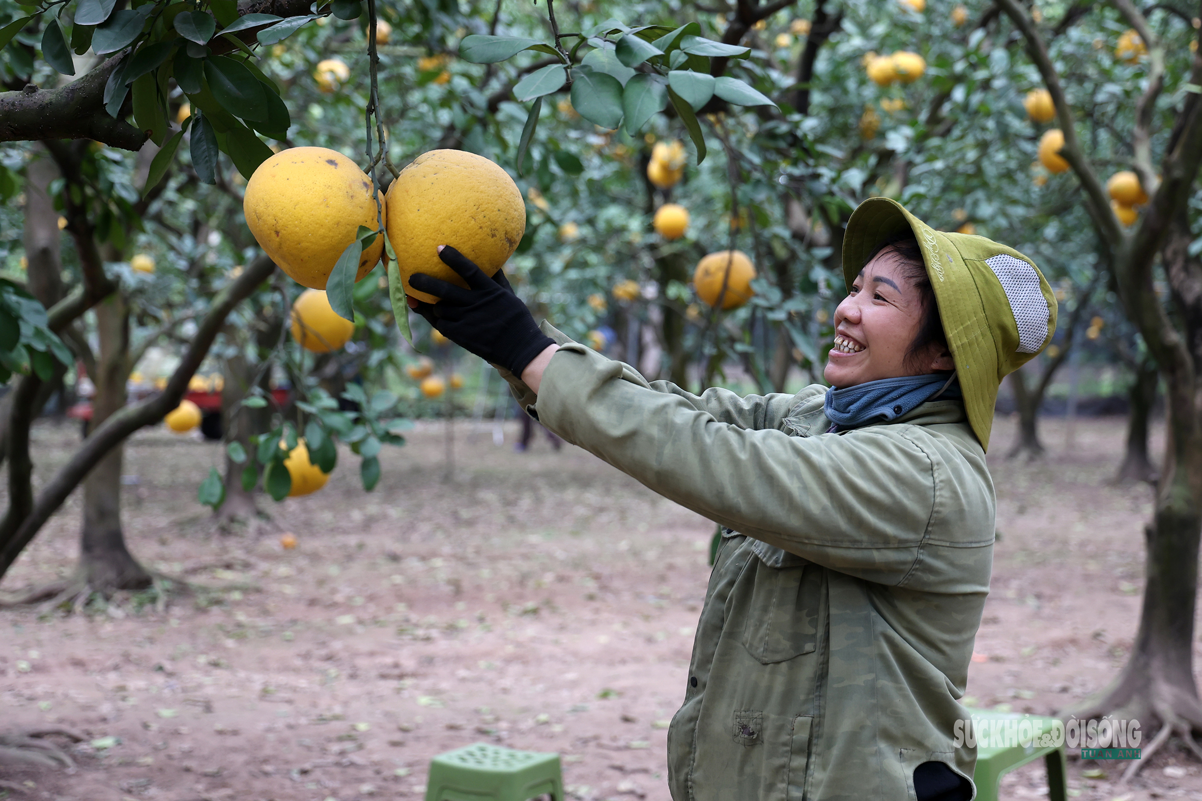 Người Thủ đô rộn ràng vừa mua vừa check-in bưởi Diễn trước thềm Tết Bính Ngọ- Ảnh 8.