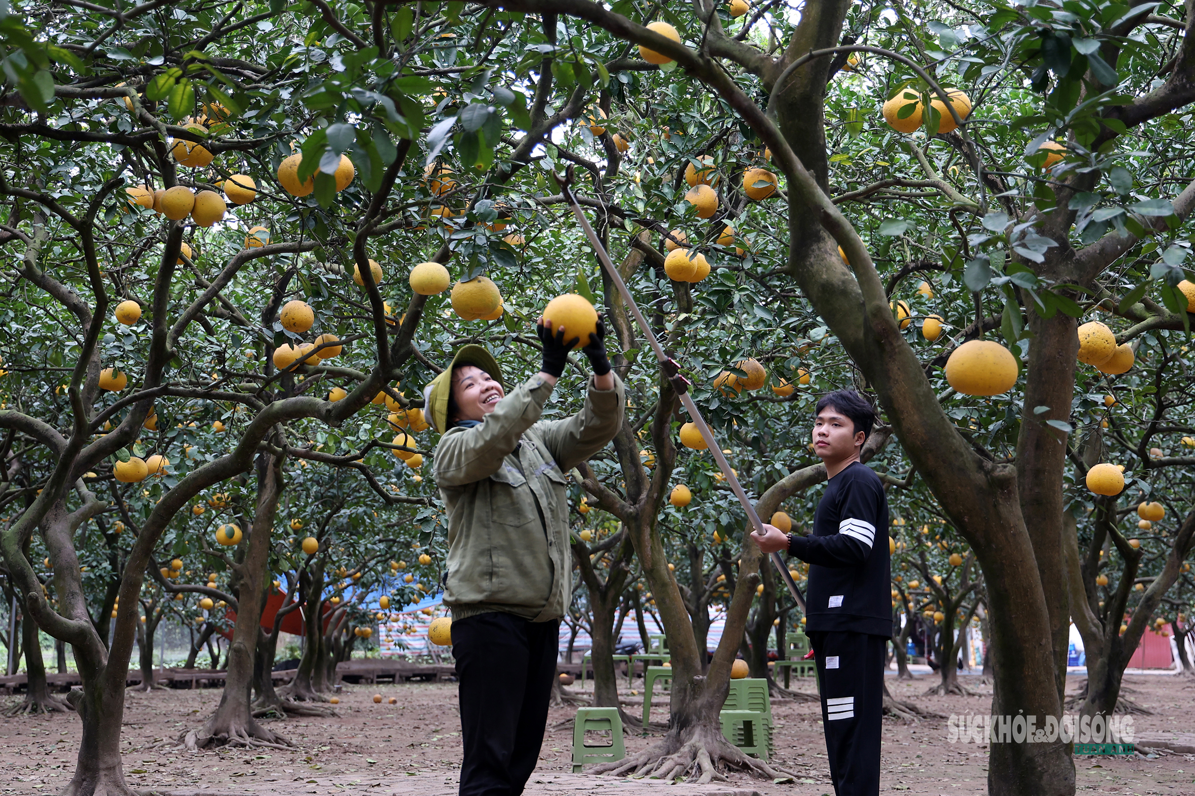 Người Thủ đô rộn ràng vừa mua vừa check-in bưởi Diễn trước thềm Tết Bính Ngọ- Ảnh 1.
