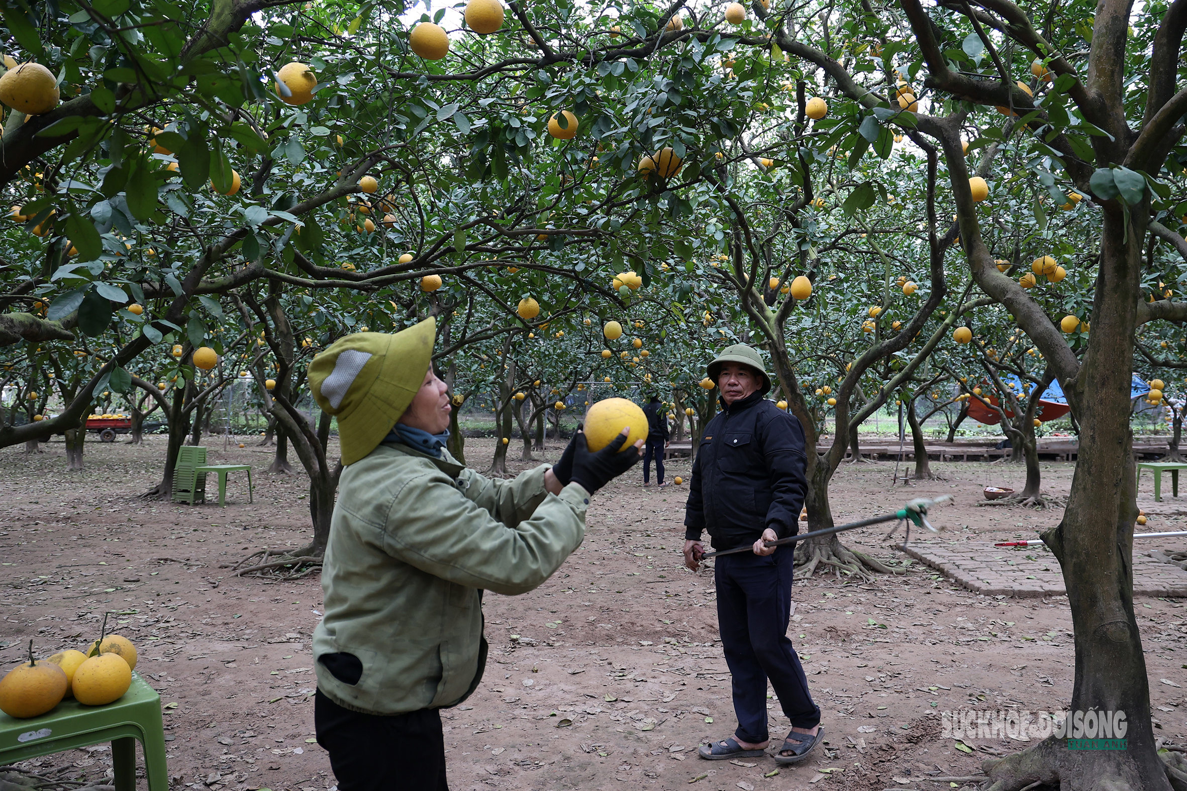 Người Thủ đô rộn ràng vừa mua vừa check-in bưởi Diễn trước thềm Tết Bính Ngọ- Ảnh 7.