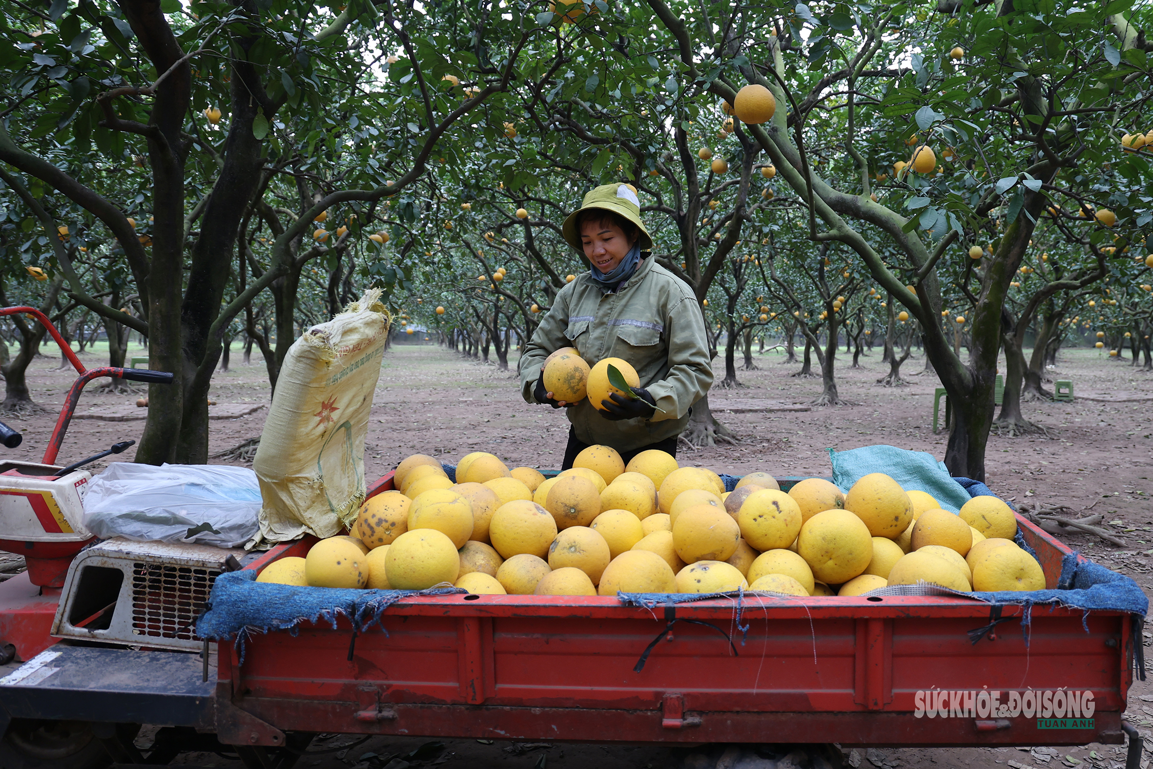 Người Thủ đô rộn ràng vừa mua vừa check-in bưởi Diễn trước thềm Tết Bính Ngọ- Ảnh 11.