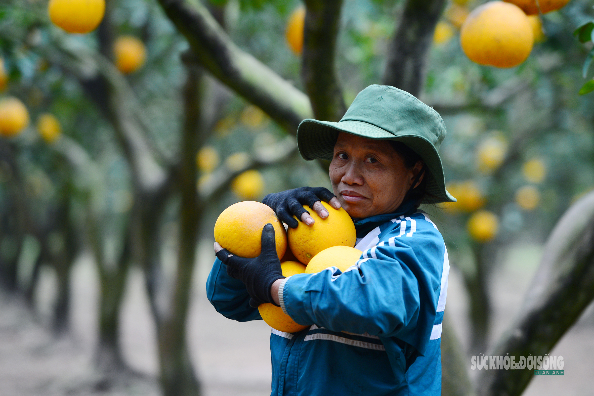 Người Thủ đô rộn ràng vừa mua vừa check-in bưởi Diễn trước thềm Tết Bính Ngọ- Ảnh 10.