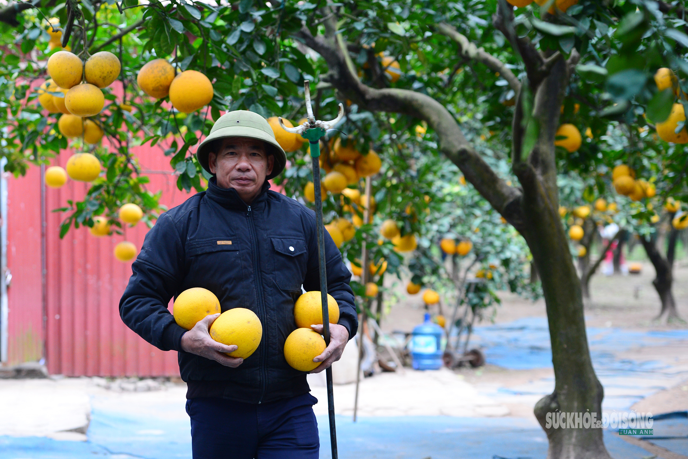 Người Thủ đô rộn ràng vừa mua vừa check-in bưởi Diễn trước thềm Tết Bính Ngọ- Ảnh 9.