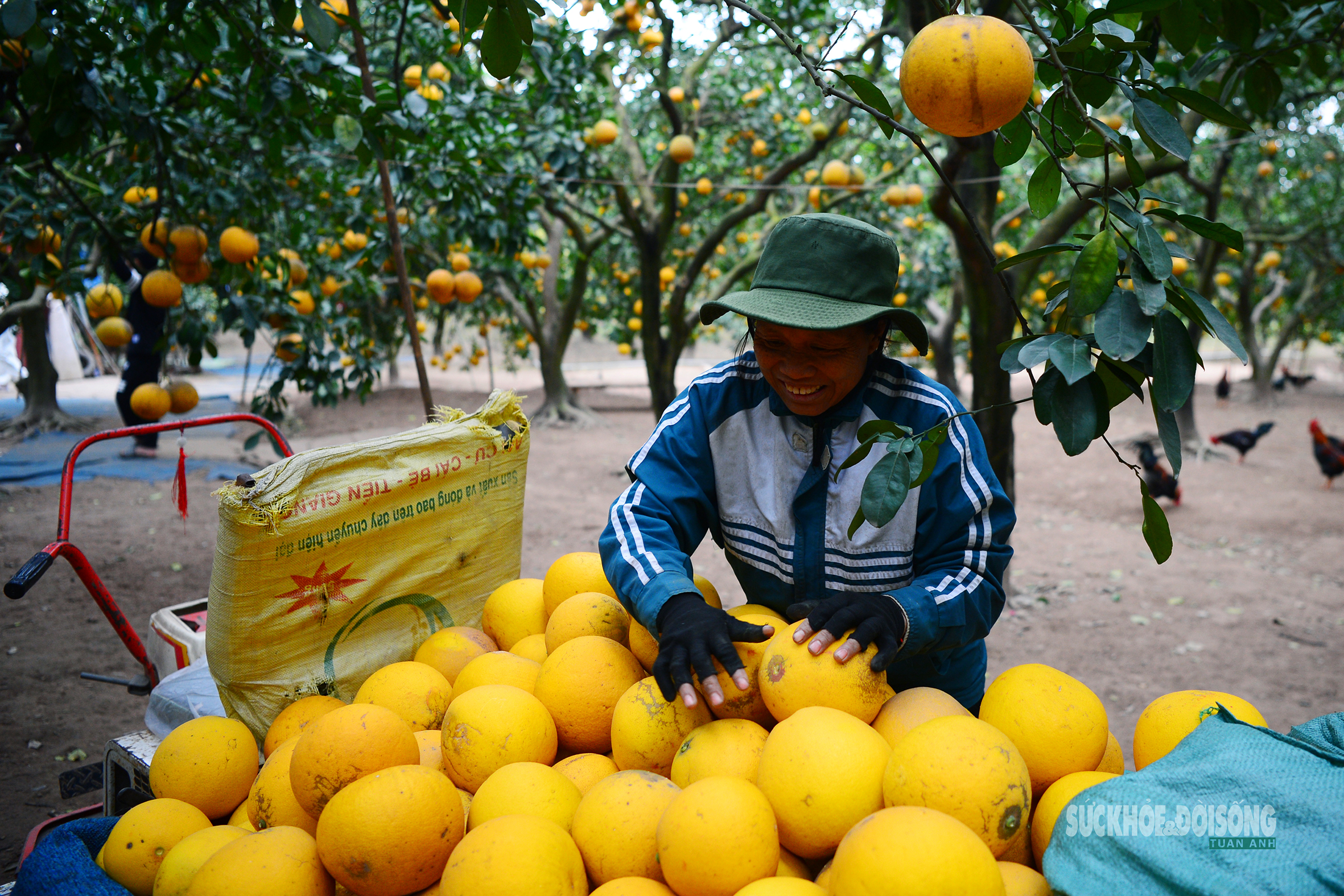 Người Thủ đô rộn ràng vừa mua vừa check-in bưởi Diễn trước thềm Tết Bính Ngọ- Ảnh 12.