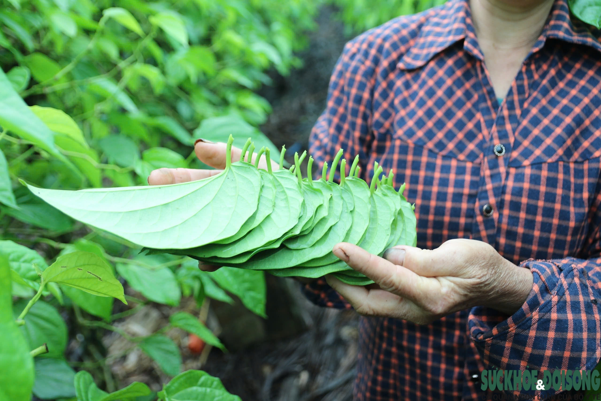 Tết đến, cả làng lại tất bật 'đếm lá tính tiền'- Ảnh 12.