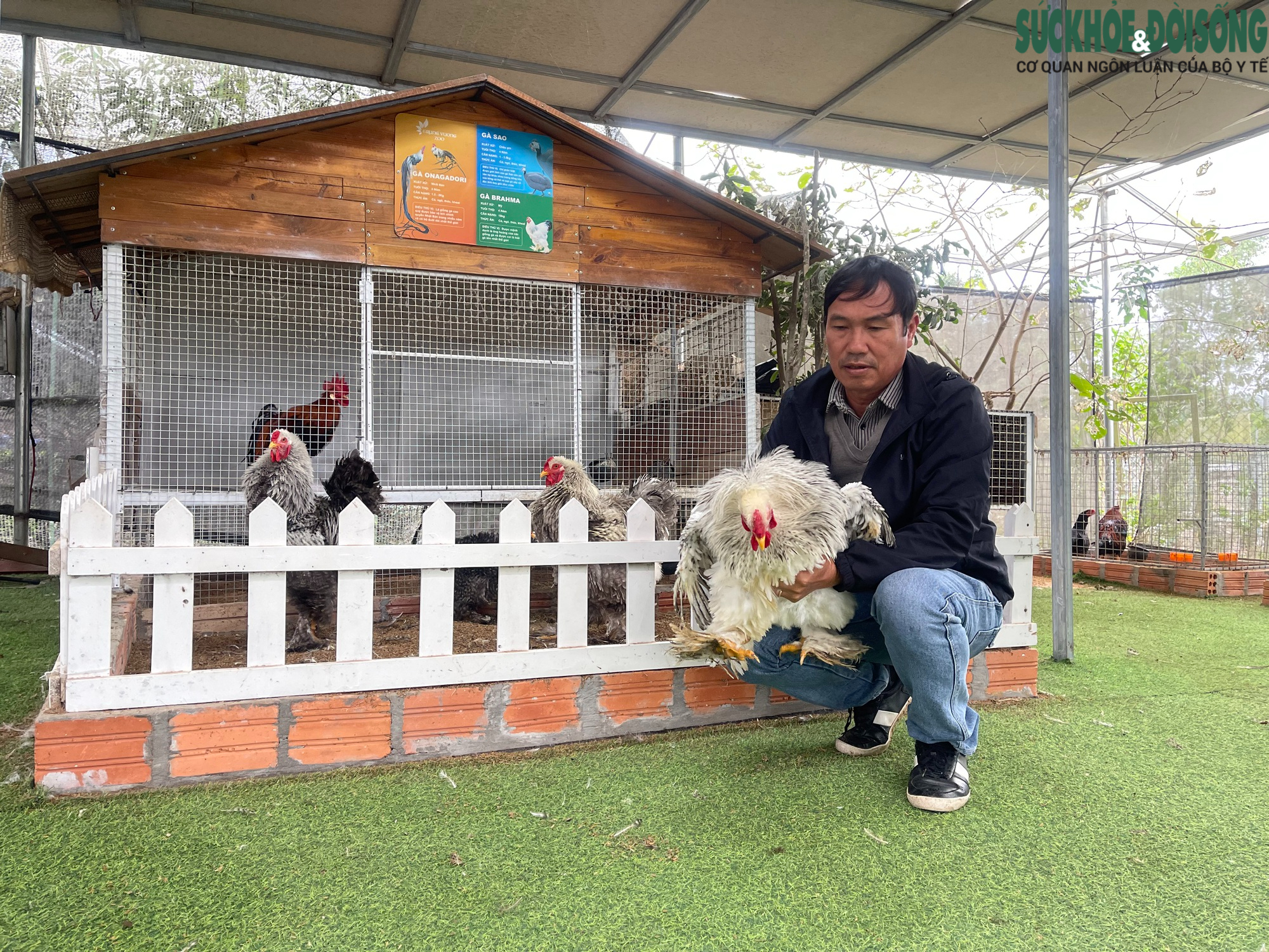 Người đàn ông U60 và bộ sưu tập những giống gà 'nhất thế giới'- Ảnh 1.