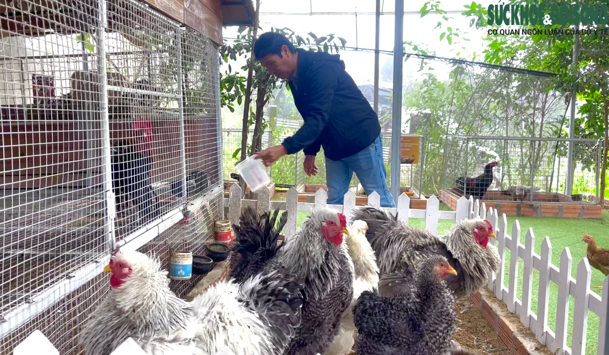 Người đàn ông U60 và bộ sưu tập những giống gà 'nhất thế giới'- Ảnh 2.
