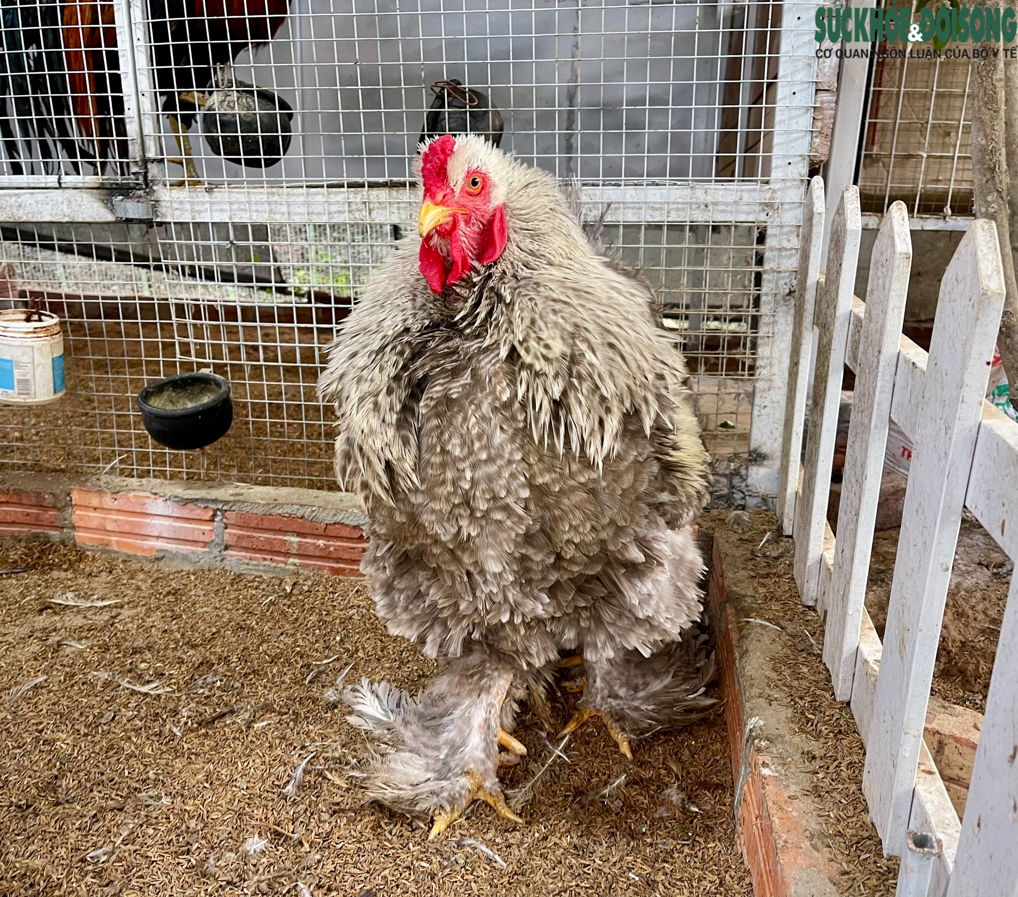 Người đàn ông U60 và bộ sưu tập những giống gà 'nhất thế giới'- Ảnh 4.