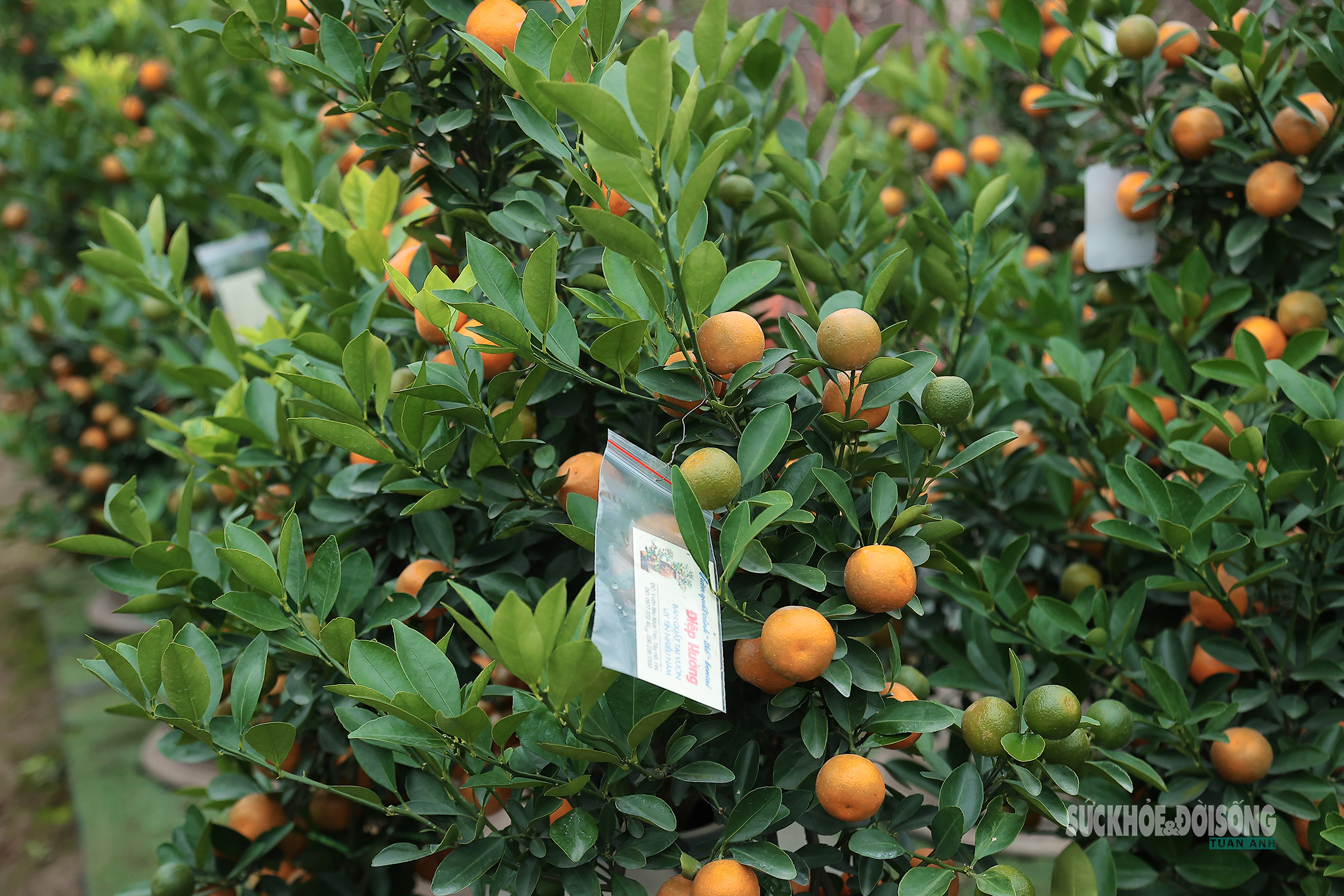 Cận Tết, người Hà Nội rộn ràng đi chọn đào, mua quất- Ảnh 12. Cận Tết, người Hà Nội rộn ràng đi chọn đào, mua quất- Ảnh 12.