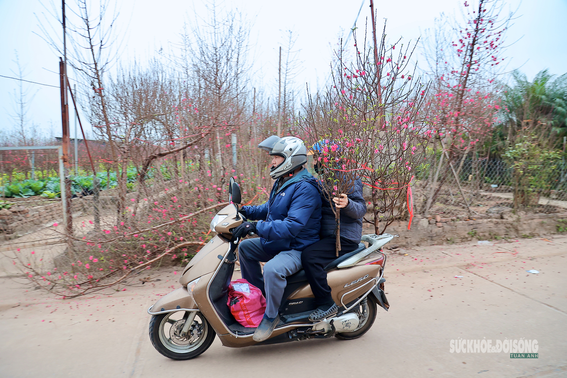 Cận Tết, người Hà Nội rộn ràng đi chọn đào, mua quất- Ảnh 9. Cận Tết, người Hà Nội rộn ràng đi chọn đào, mua quất- Ảnh 9.