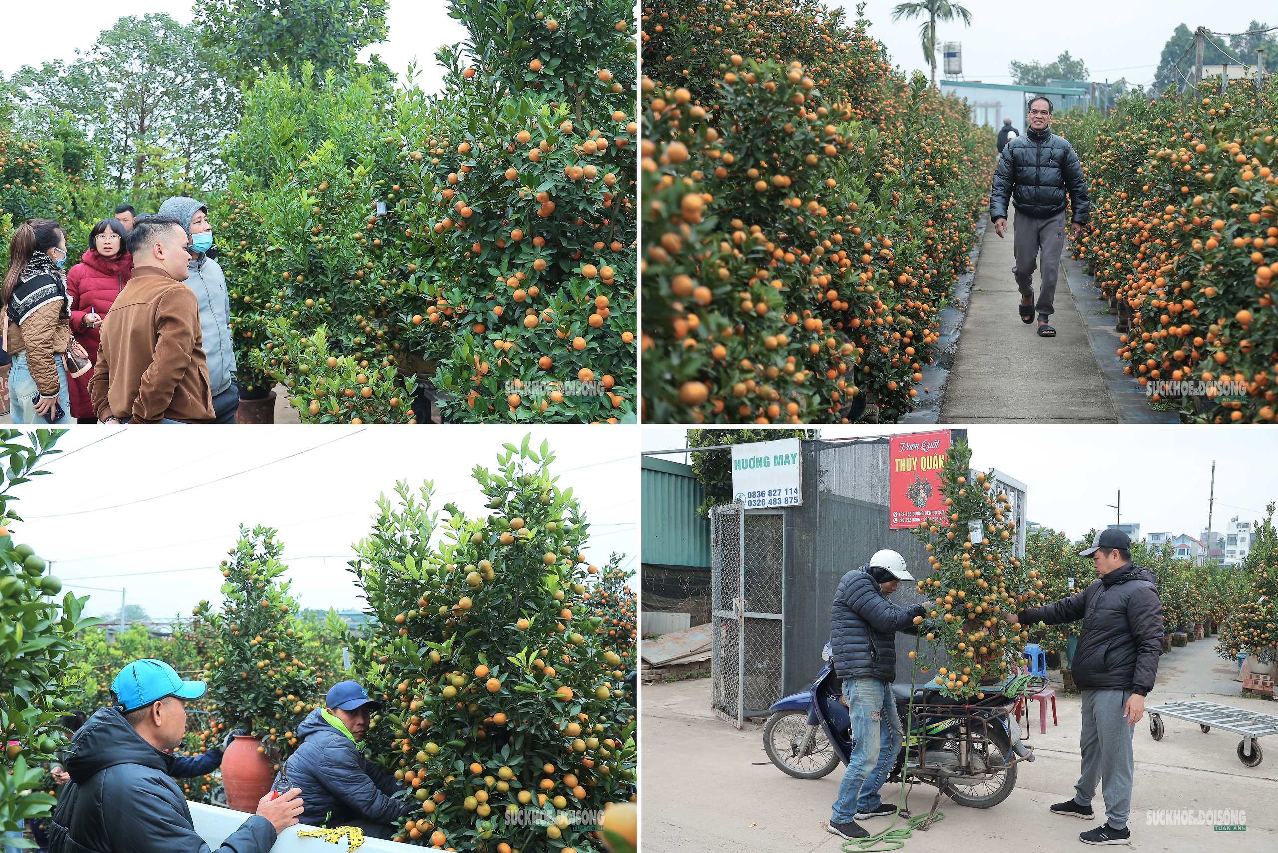 Cận Tết, người Hà Nội rộn ràng đi chọn đào, mua quất- Ảnh 10. Cận Tết, người Hà Nội rộn ràng đi chọn đào, mua quất- Ảnh 10.