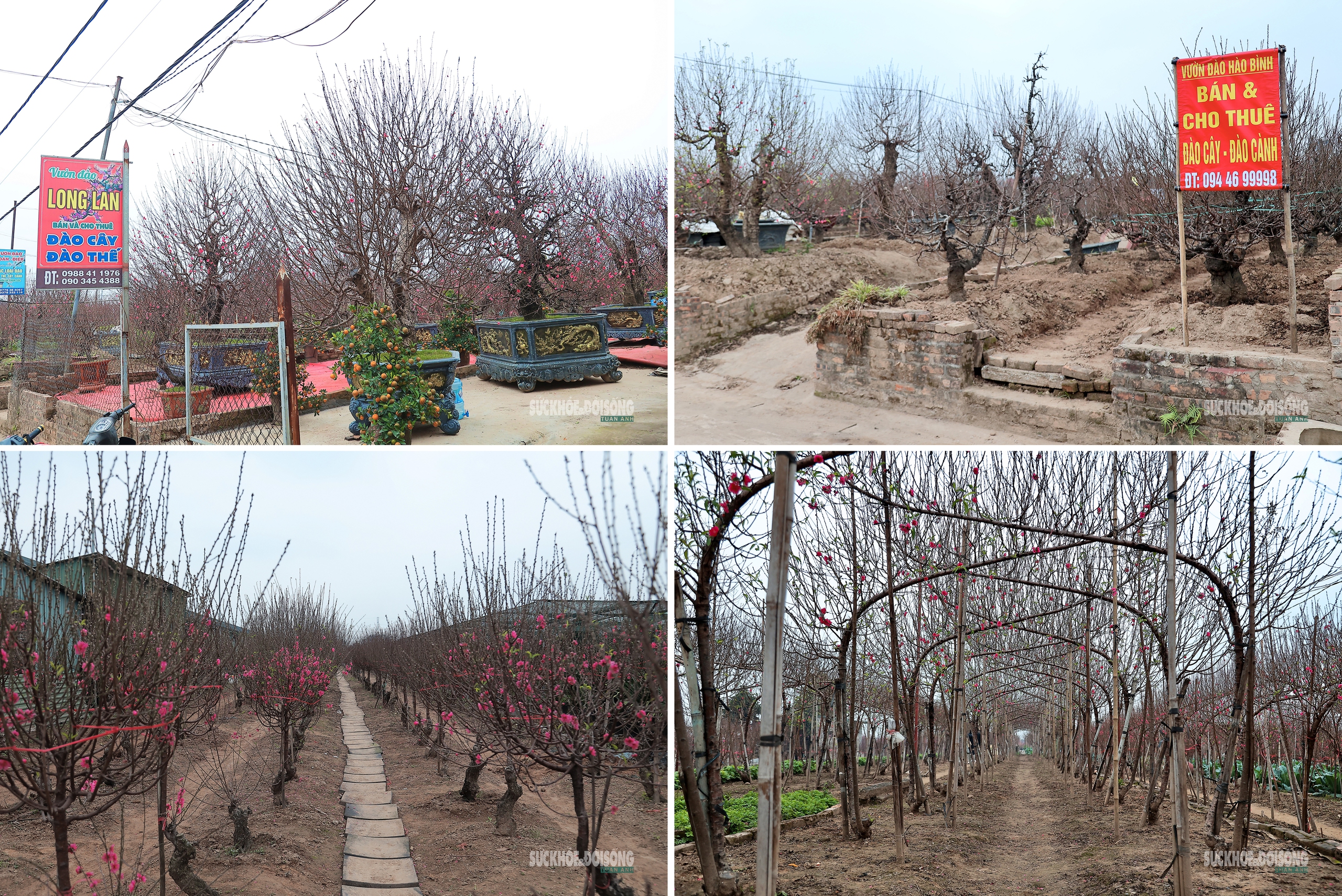 Cận Tết, người Hà Nội rộn ràng đi chọn đào, mua quất- Ảnh 7. Cận Tết, người Hà Nội rộn ràng đi chọn đào, mua quất- Ảnh 7.