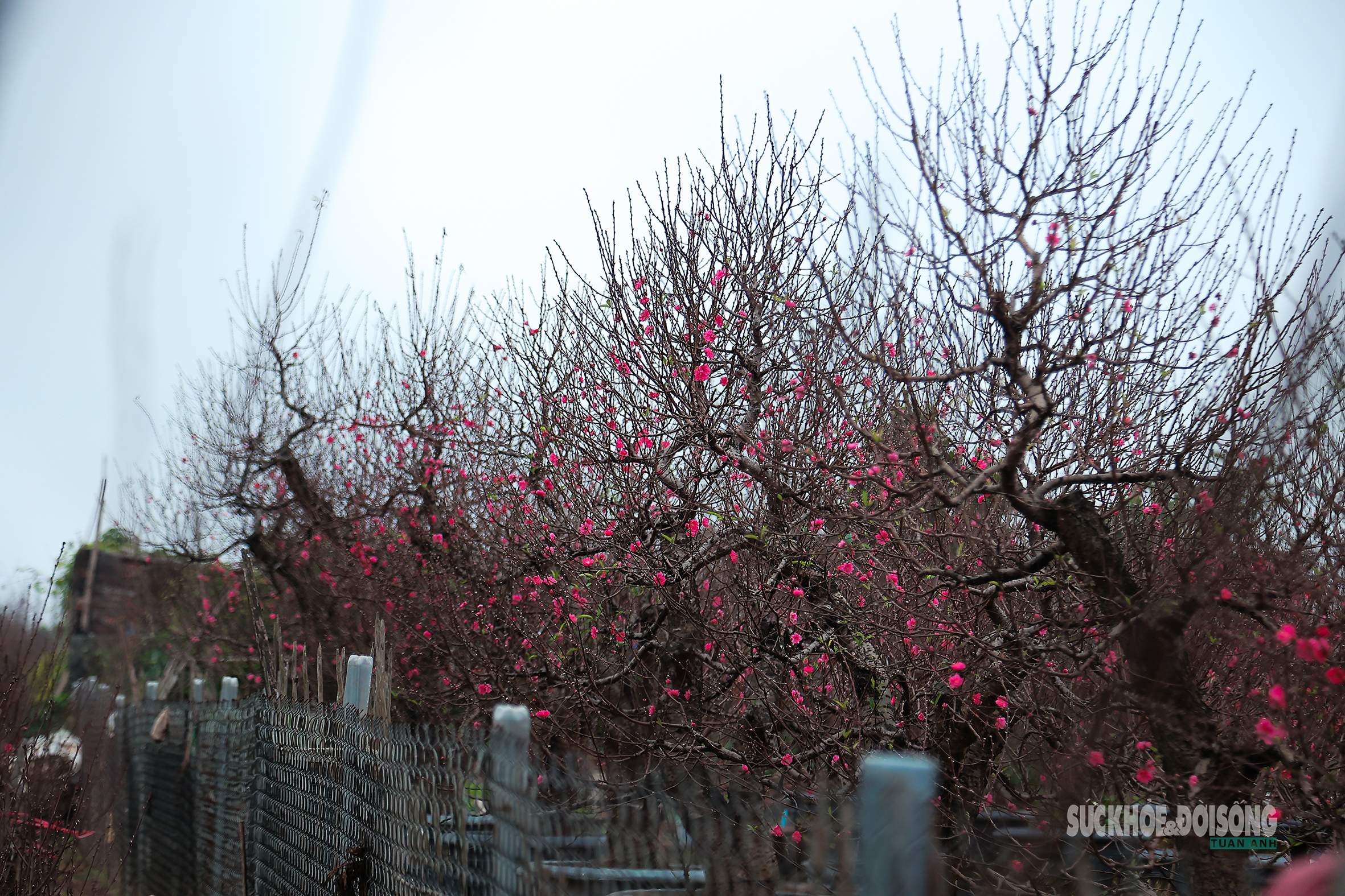 Cận Tết, người Hà Nội rộn ràng đi chọn đào, mua quất- Ảnh 2. Cận Tết, người Hà Nội rộn ràng đi chọn đào, mua quất- Ảnh 2.