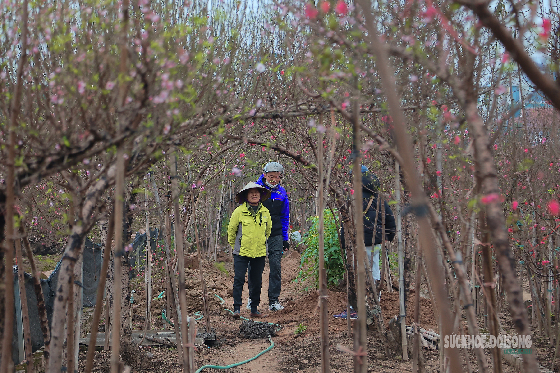 Cận Tết, người Hà Nội rộn ràng đi chọn đào, mua quất- Ảnh 1. Cận Tết, người Hà Nội rộn ràng đi chọn đào, mua quất- Ảnh 1.