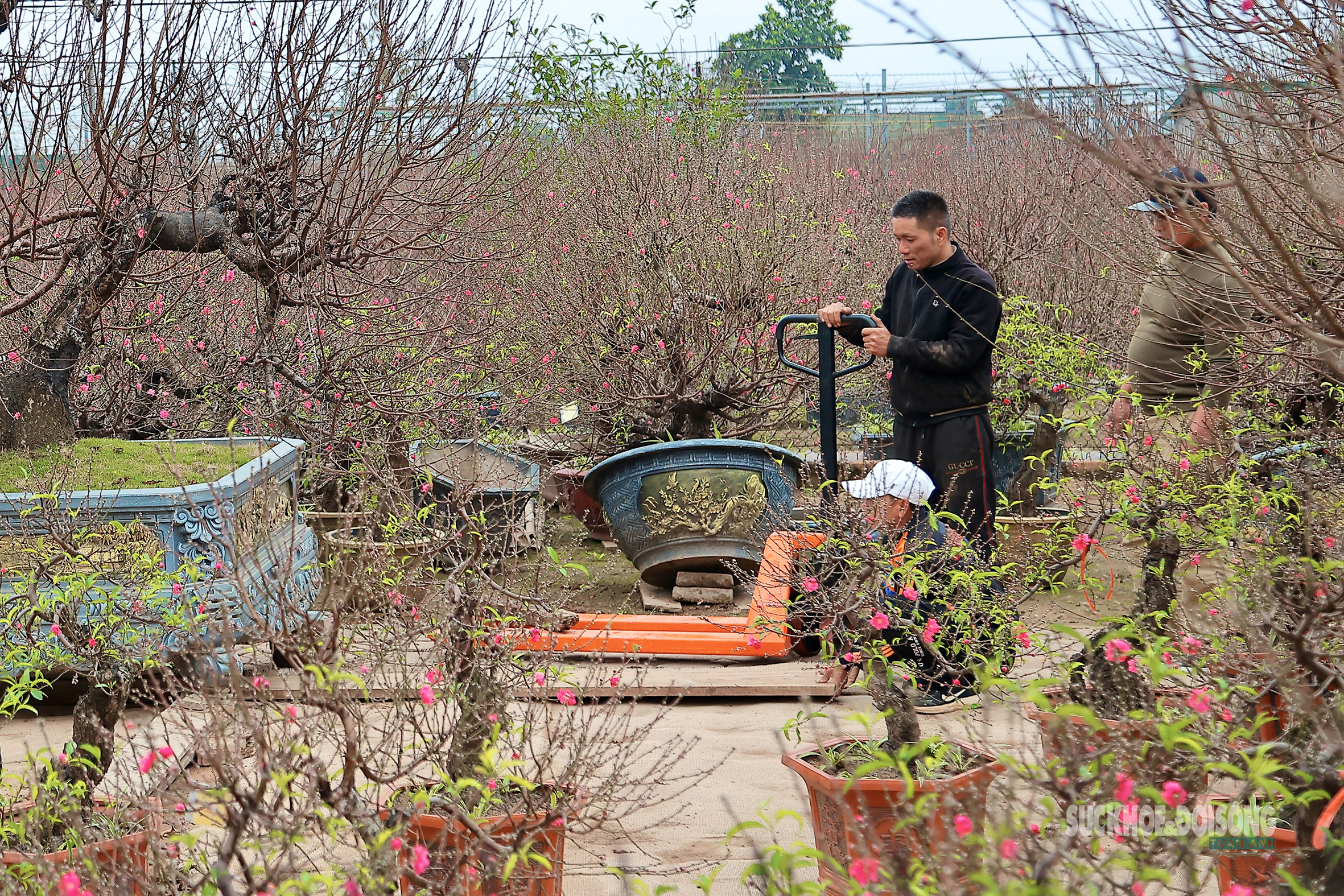 Cận Tết, người Hà Nội rộn ràng đi chọn đào, mua quất- Ảnh 4. Cận Tết, người Hà Nội rộn ràng đi chọn đào, mua quất- Ảnh 4.