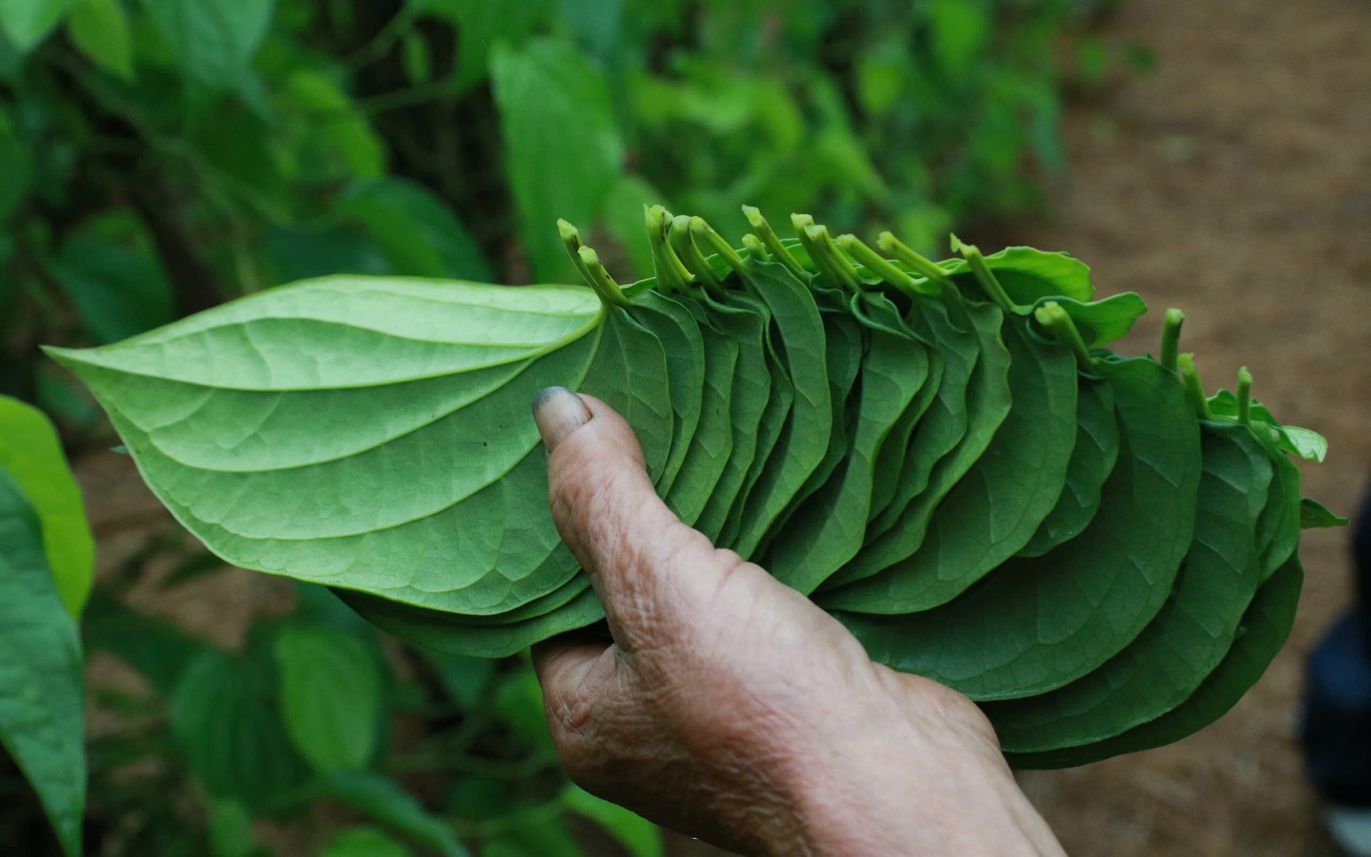 Tết đến, cả làng lại tất bật "đếm lá tính tiền"