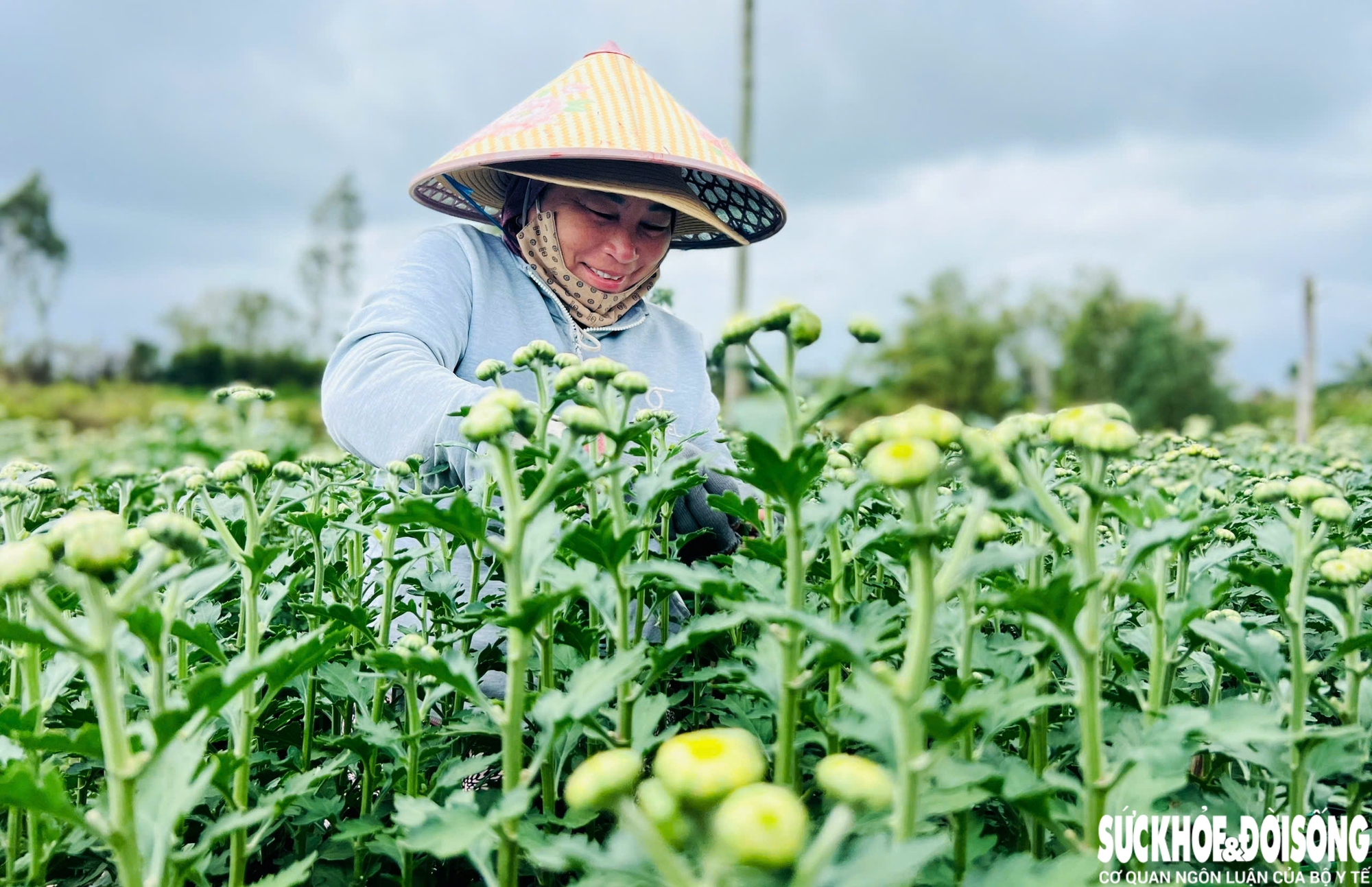 Làng hoa Đà Nẵng hồi sinh sau lũ lịch sử, rực rỡ sắc xuân - Ảnh 1. Làng hoa Đà Nẵng hồi sinh sau lũ lịch sử, rực rỡ sắc xuân - Ảnh 1.
