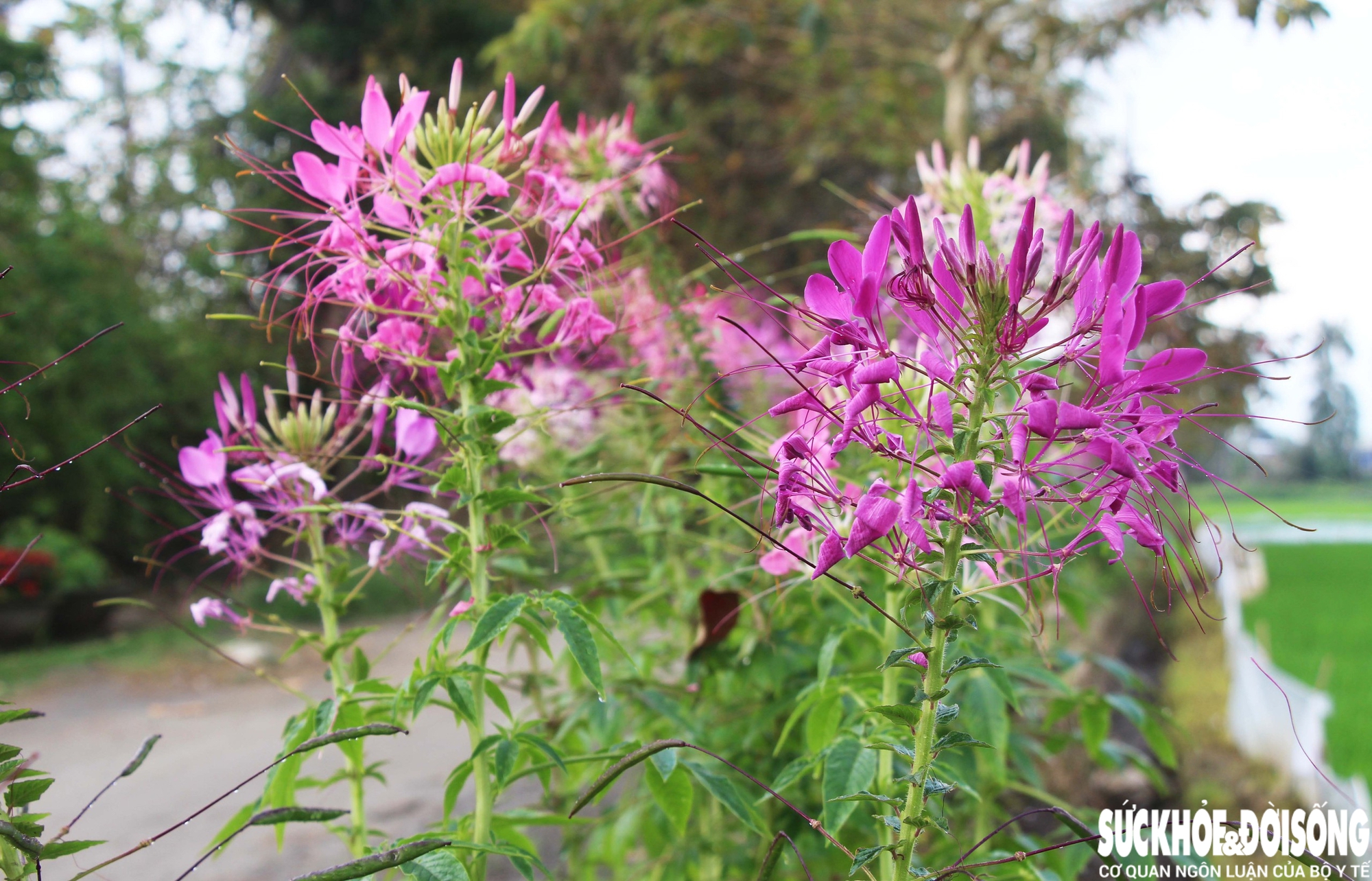 Làng hoa Đà Nẵng hồi sinh sau lũ lịch sử, rực rỡ sắc xuân - Ảnh 6. Làng hoa Đà Nẵng hồi sinh sau lũ lịch sử, rực rỡ sắc xuân - Ảnh 6.