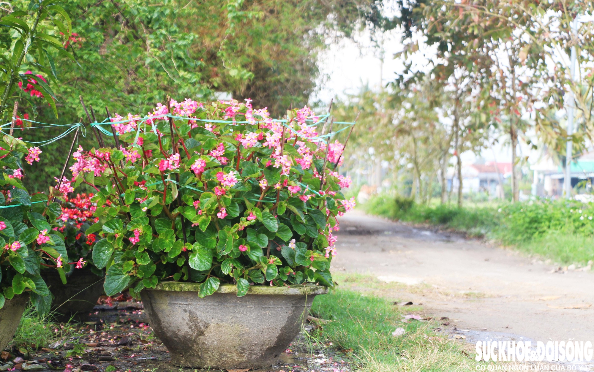 Làng hoa Đà Nẵng hồi sinh sau lũ lịch sử, rực rỡ sắc xuân - Ảnh 7. Làng hoa Đà Nẵng hồi sinh sau lũ lịch sử, rực rỡ sắc xuân - Ảnh 7.