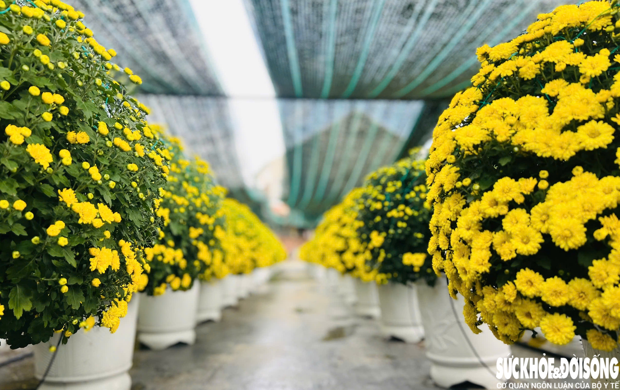 Làng hoa Đà Nẵng hồi sinh sau lũ lịch sử, rực rỡ sắc xuân - Ảnh 9. Làng hoa Đà Nẵng hồi sinh sau lũ lịch sử, rực rỡ sắc xuân - Ảnh 9.