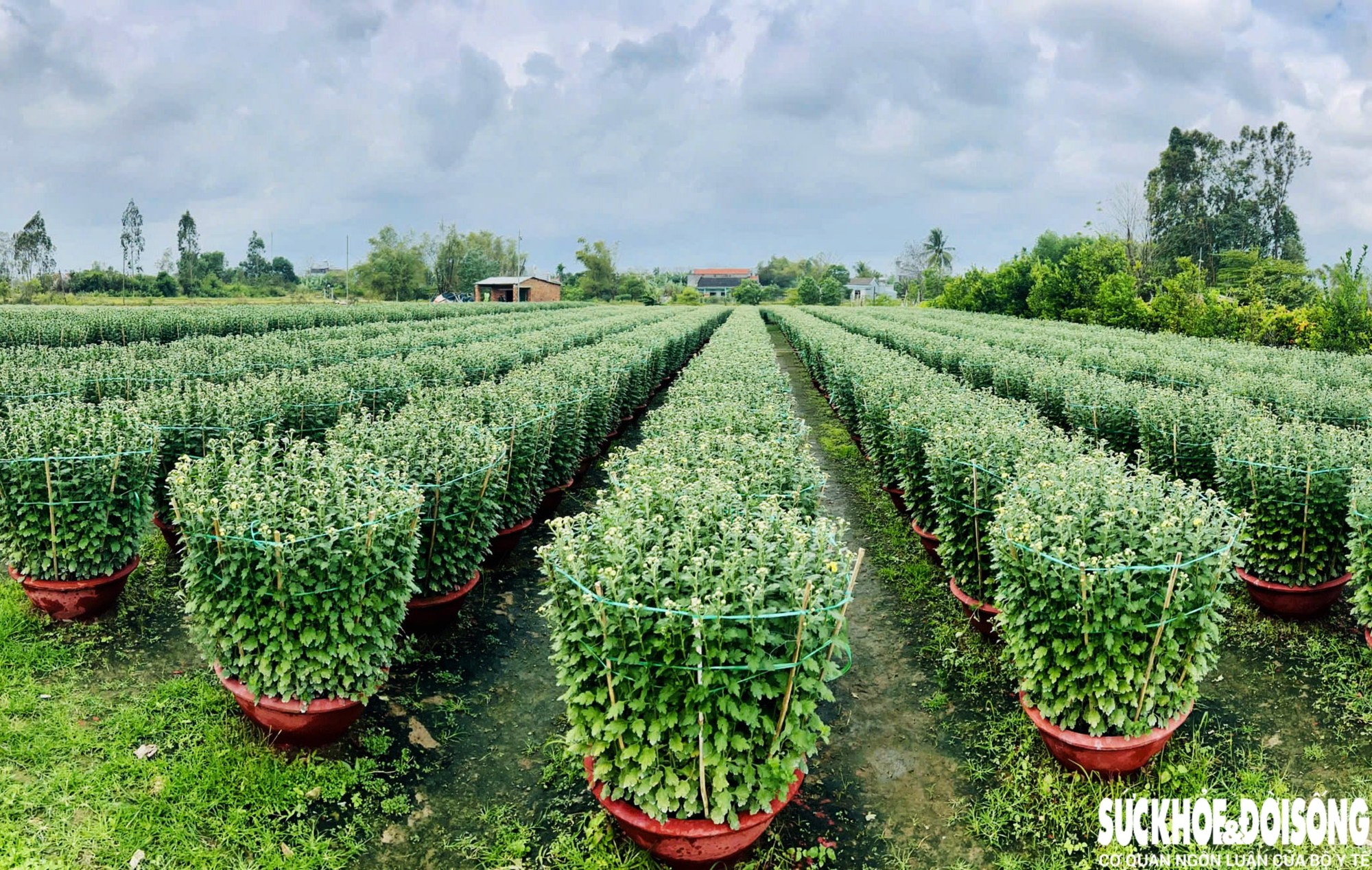 Làng hoa Đà Nẵng hồi sinh sau lũ lịch sử, rực rỡ sắc xuân - Ảnh 10. Làng hoa Đà Nẵng hồi sinh sau lũ lịch sử, rực rỡ sắc xuân - Ảnh 10.