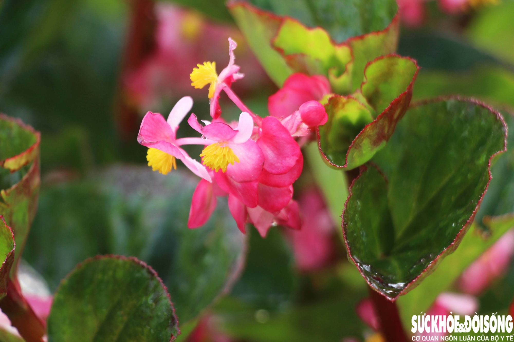 Làng hoa Đà Nẵng hồi sinh sau lũ lịch sử, rực rỡ sắc xuân - Ảnh 11. Làng hoa Đà Nẵng hồi sinh sau lũ lịch sử, rực rỡ sắc xuân - Ảnh 11.