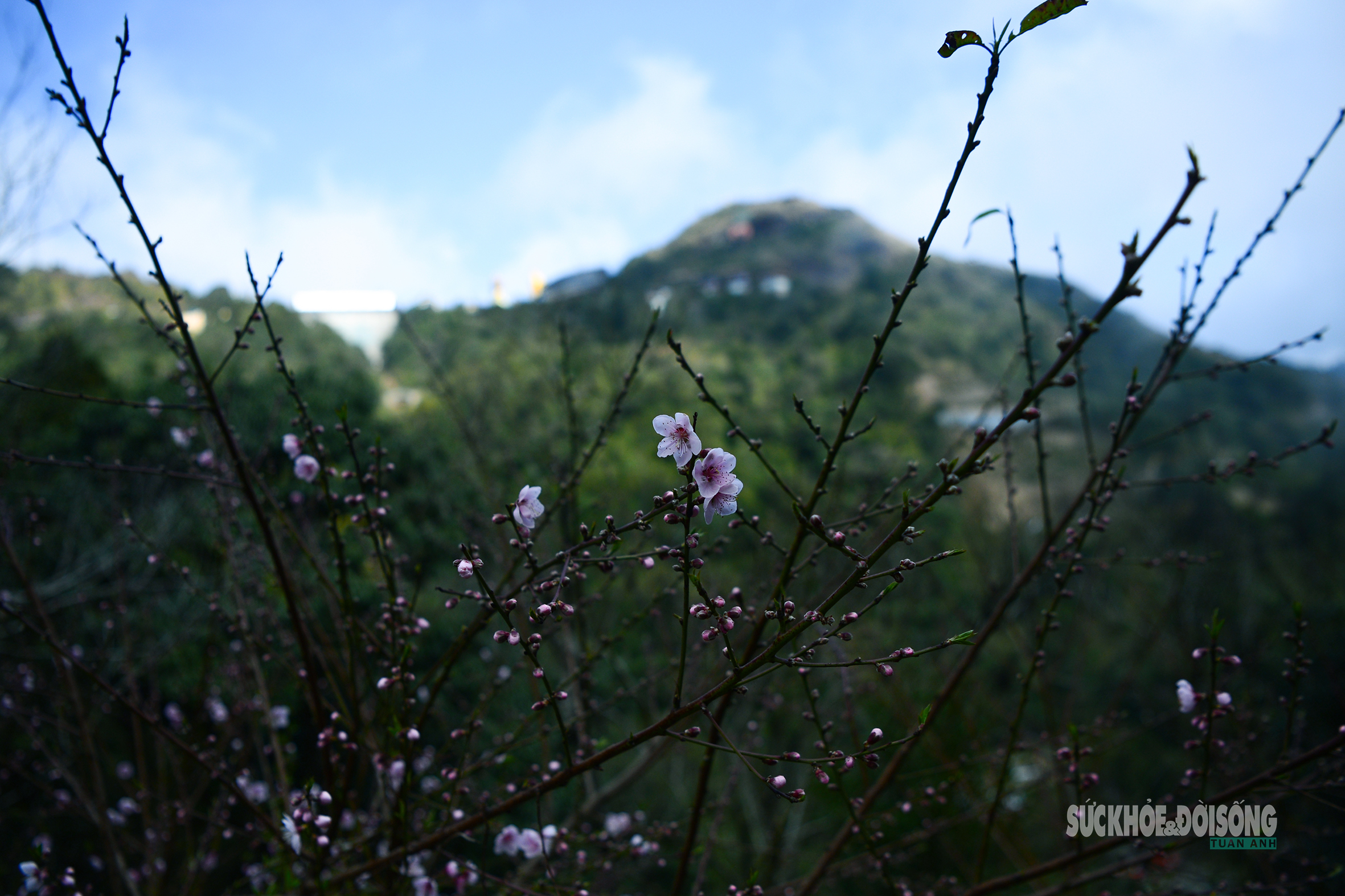 Đào rừng bung sắc giữa mây đèo Ô Quy Hồ- Ảnh 2. Đào rừng bung sắc giữa mây đèo Ô Quy Hồ- Ảnh 2.