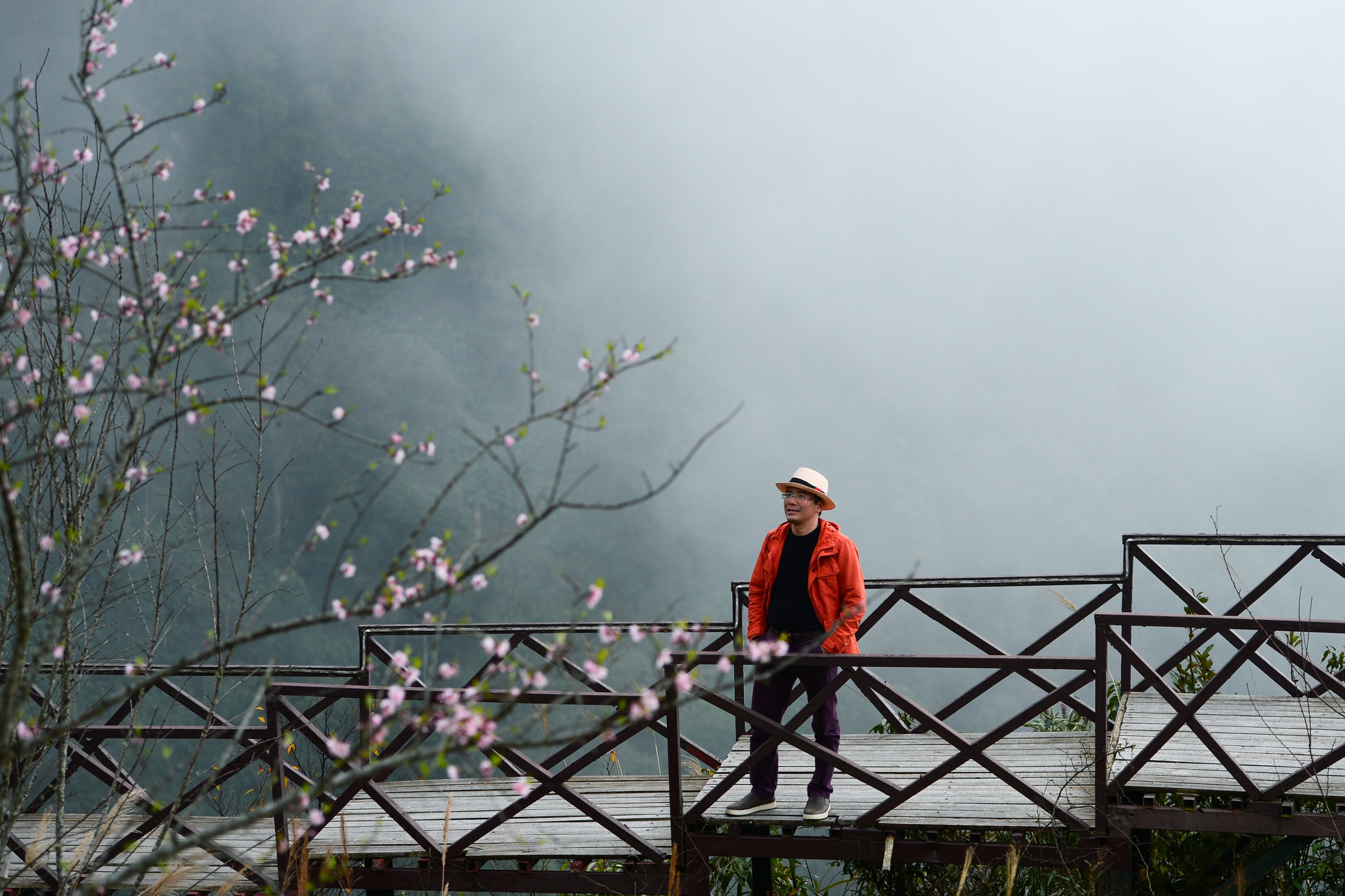 Đào rừng bung sắc giữa mây đèo Ô Quy Hồ- Ảnh 6. Đào rừng bung sắc giữa mây đèo Ô Quy Hồ- Ảnh 6.