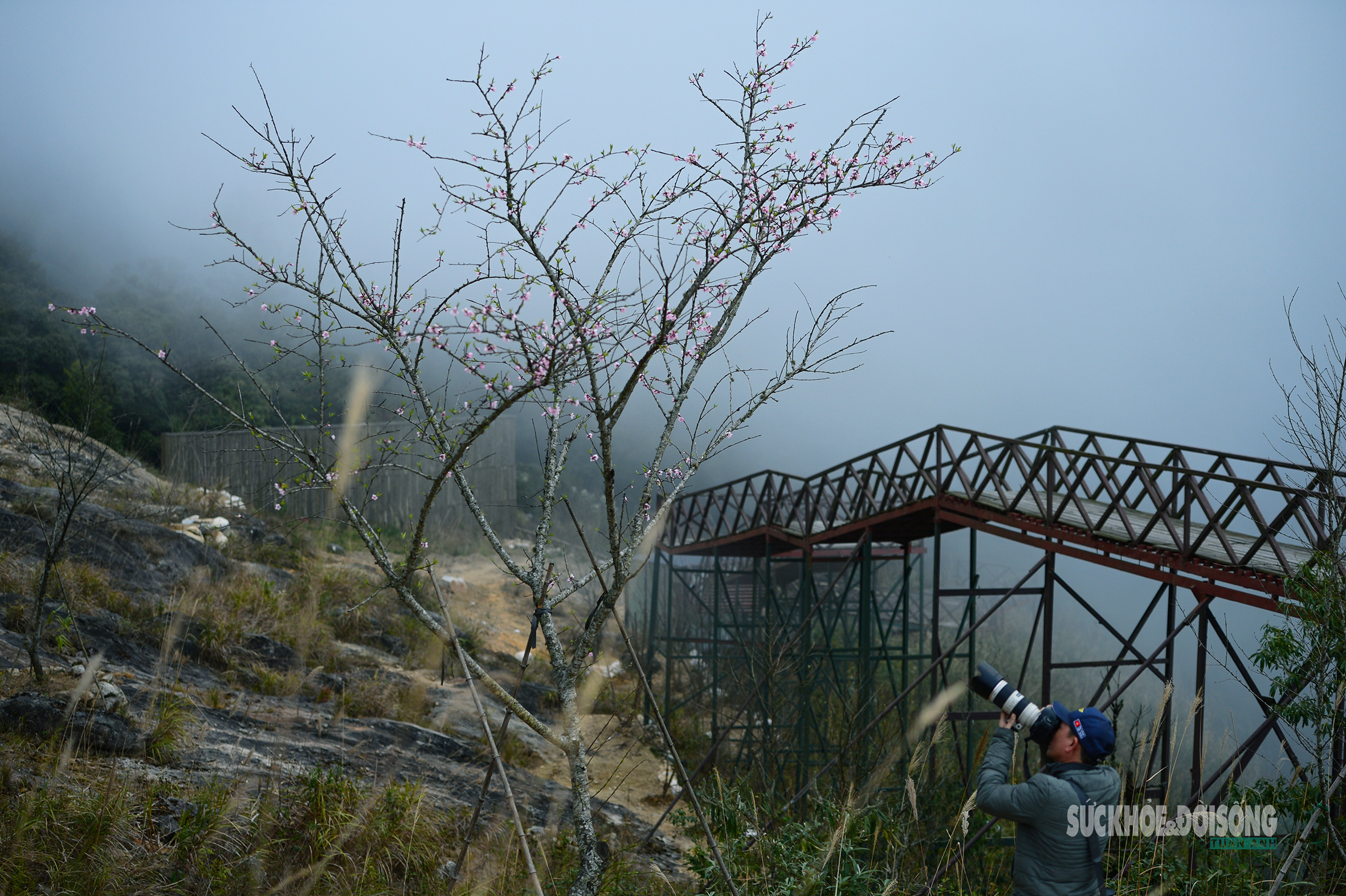 Đào rừng bung sắc giữa mây đèo Ô Quy Hồ- Ảnh 13. Đào rừng bung sắc giữa mây đèo Ô Quy Hồ- Ảnh 13.