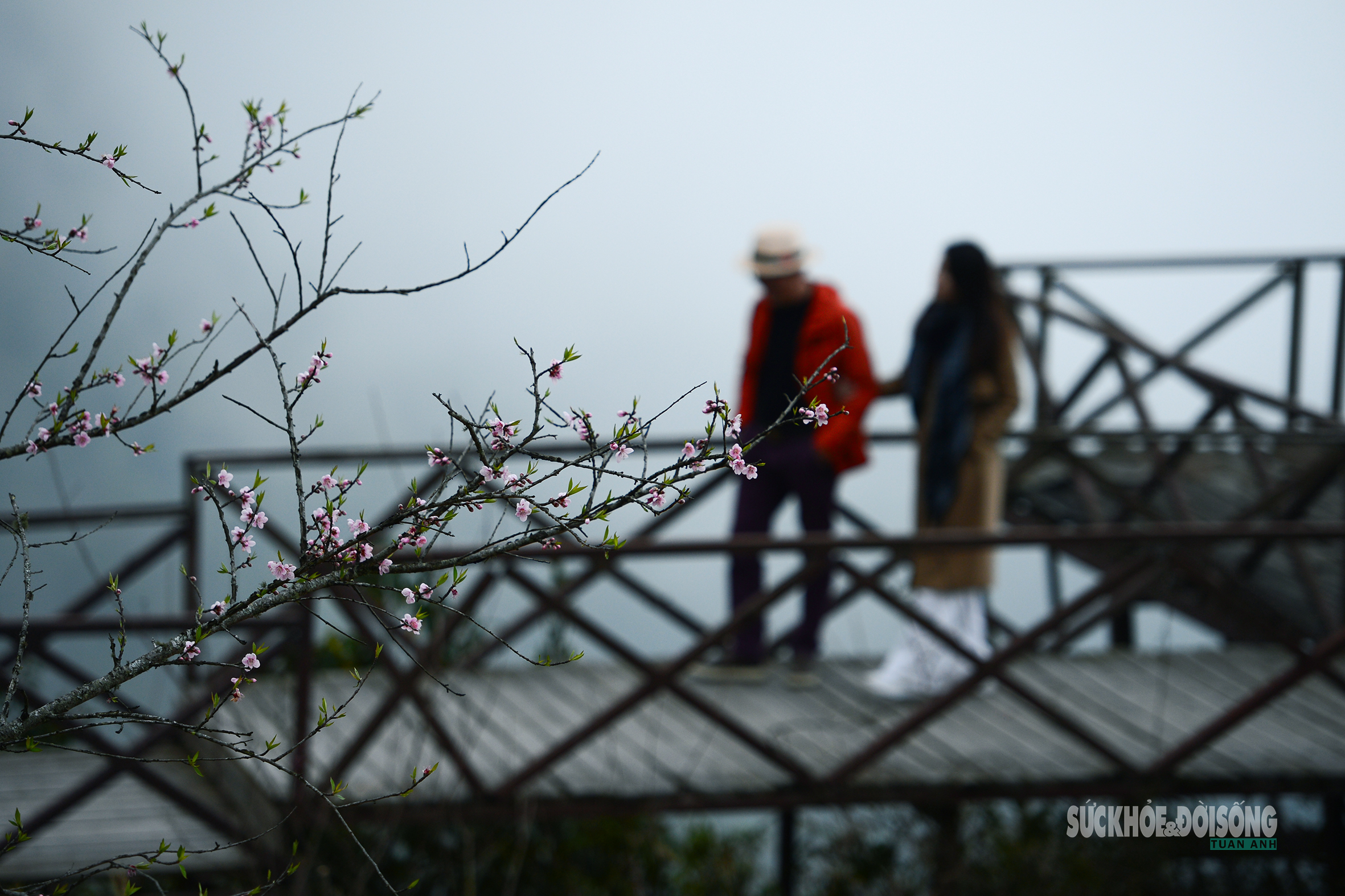 Đào rừng bung sắc giữa mây đèo Ô Quy Hồ- Ảnh 4. Đào rừng bung sắc giữa mây đèo Ô Quy Hồ- Ảnh 4.