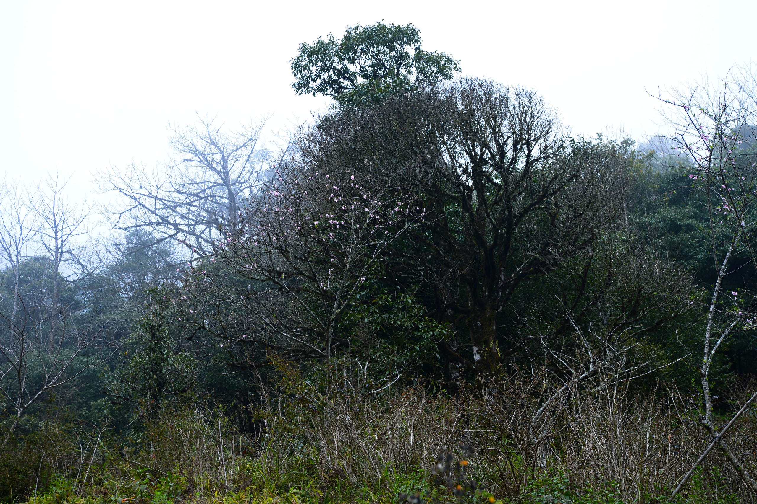 Đào rừng bung sắc giữa mây đèo Ô Quy Hồ- Ảnh 14. Đào rừng bung sắc giữa mây đèo Ô Quy Hồ- Ảnh 14.