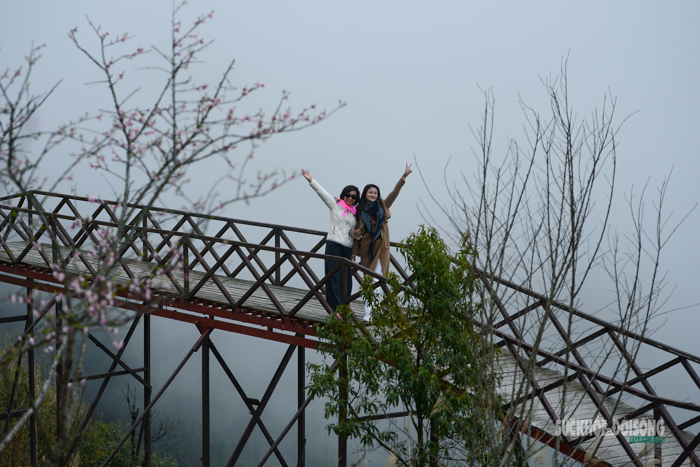 Đào rừng bung sắc giữa mây đèo Ô Quy Hồ- Ảnh 5. Đào rừng bung sắc giữa mây đèo Ô Quy Hồ- Ảnh 5.