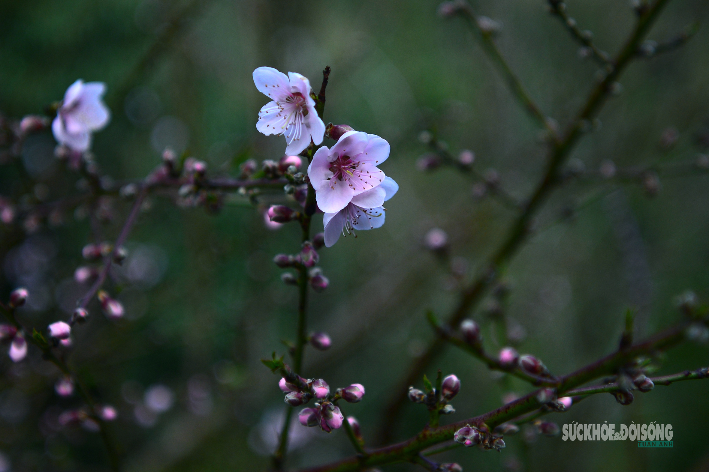 Đào rừng bung sắc giữa mây đèo Ô Quy Hồ- Ảnh 3. Đào rừng bung sắc giữa mây đèo Ô Quy Hồ- Ảnh 3.