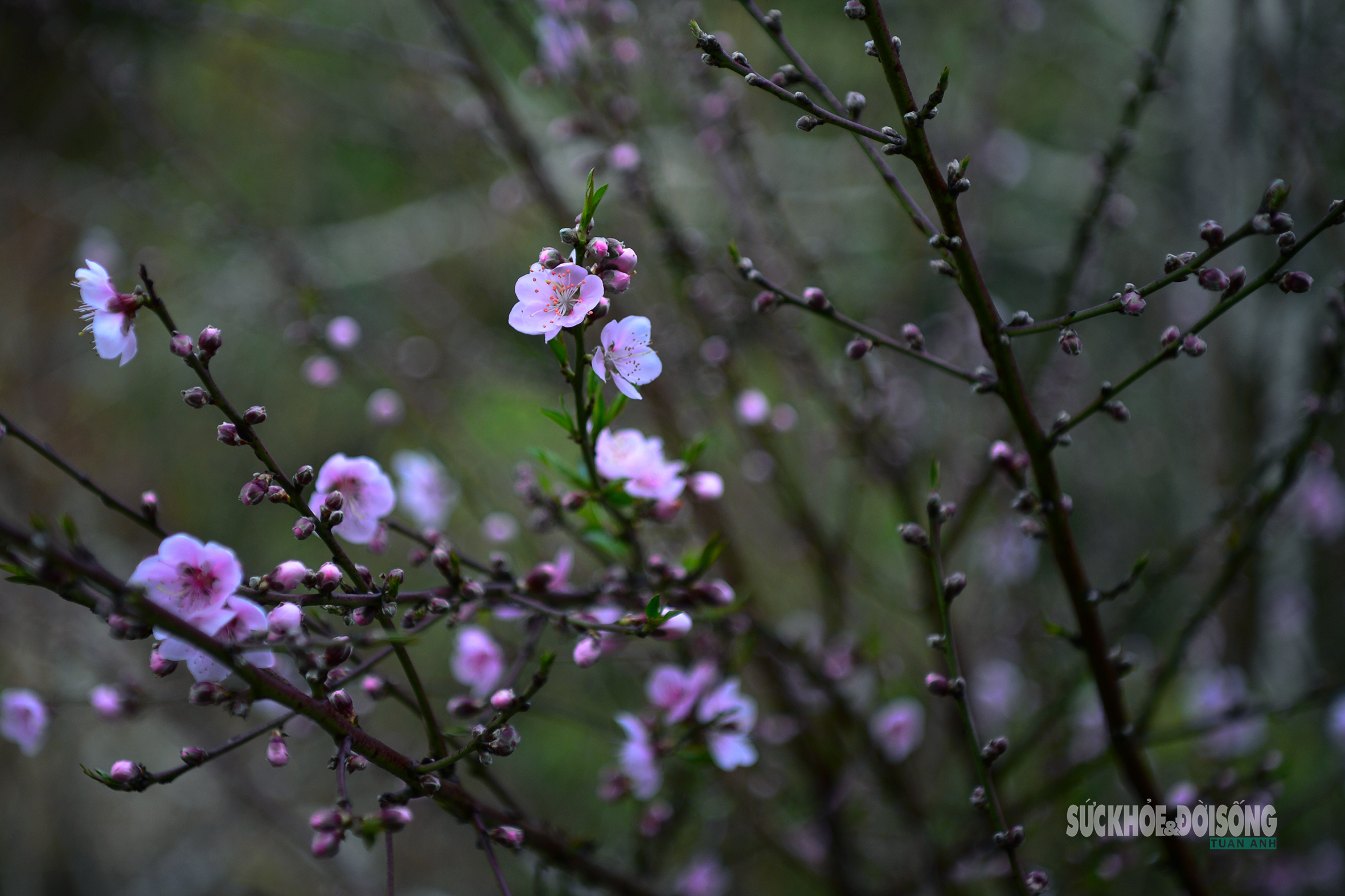 Đào rừng bung sắc giữa mây đèo Ô Quy Hồ- Ảnh 9. Đào rừng bung sắc giữa mây đèo Ô Quy Hồ- Ảnh 9.